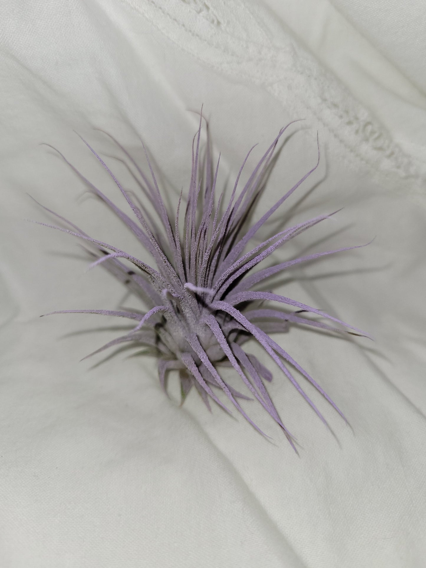 Ionantha Lilac Enhanced