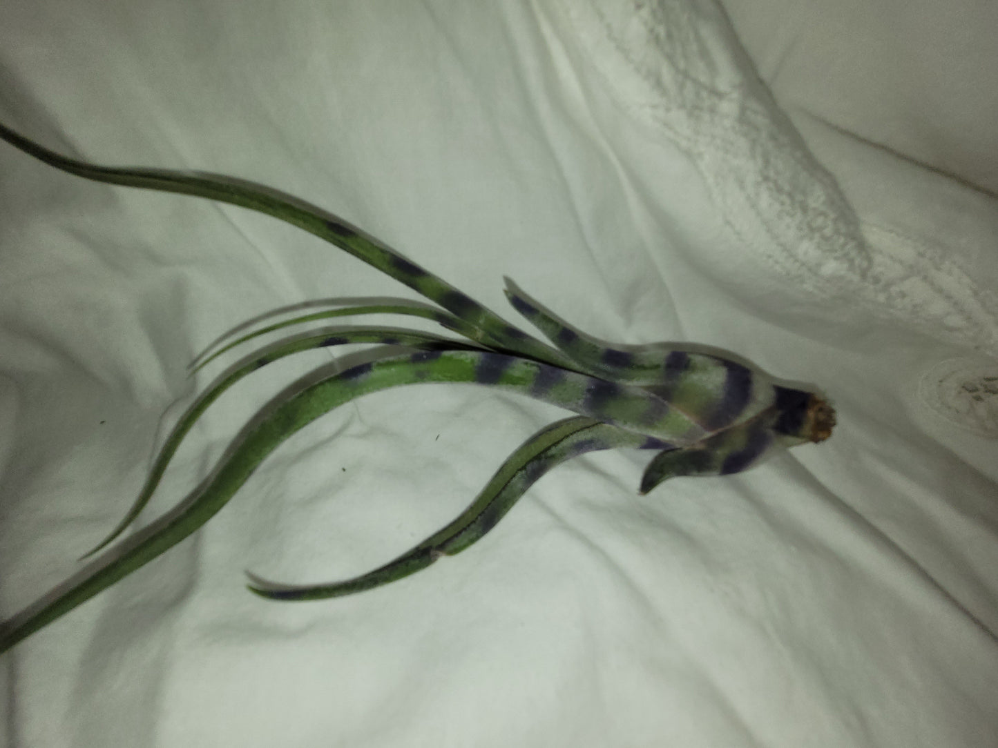 Caput Variegated Purple Limited Enhanced Air Plant