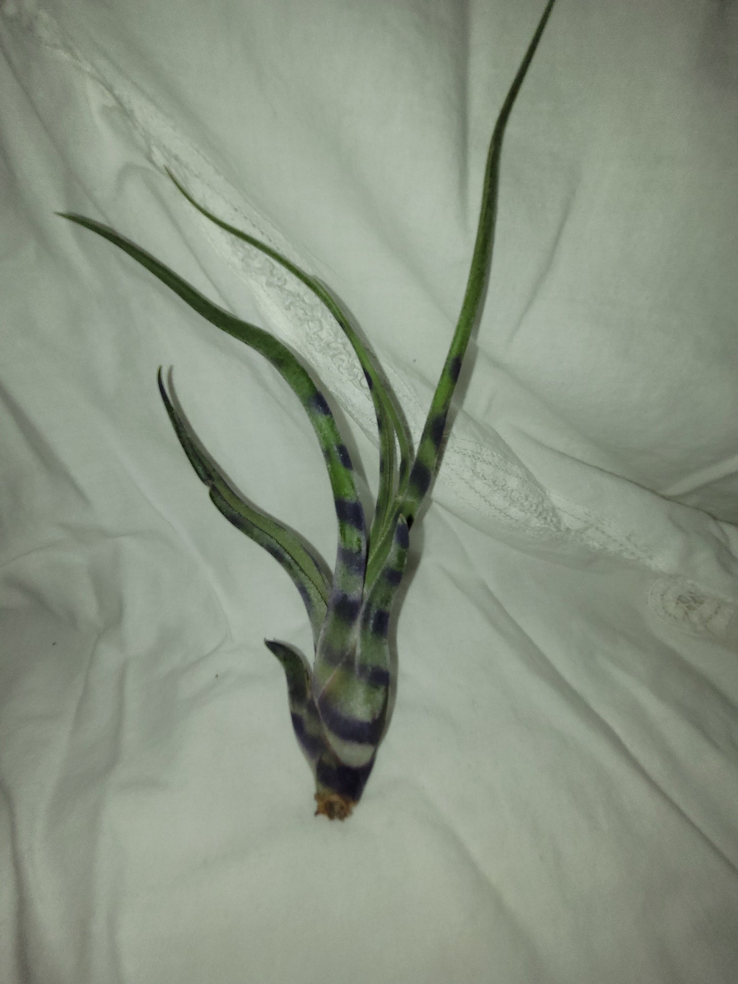 Caput Variegated Purple Limited Enhanced Air Plant