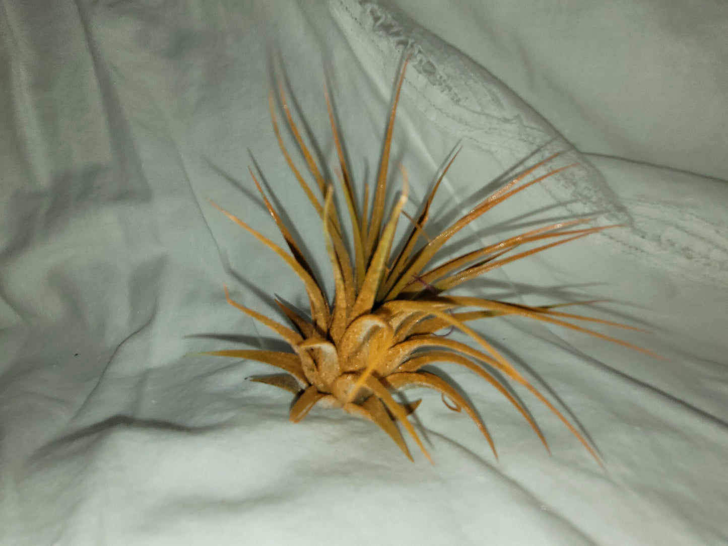 Ionantha Orange Enhanced