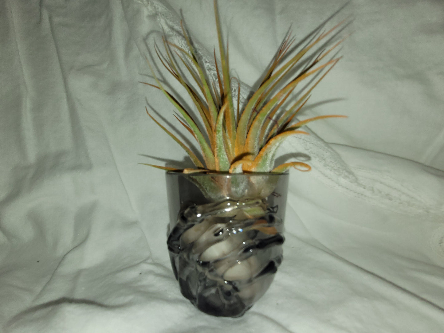 Ionantha Orange Enhanced