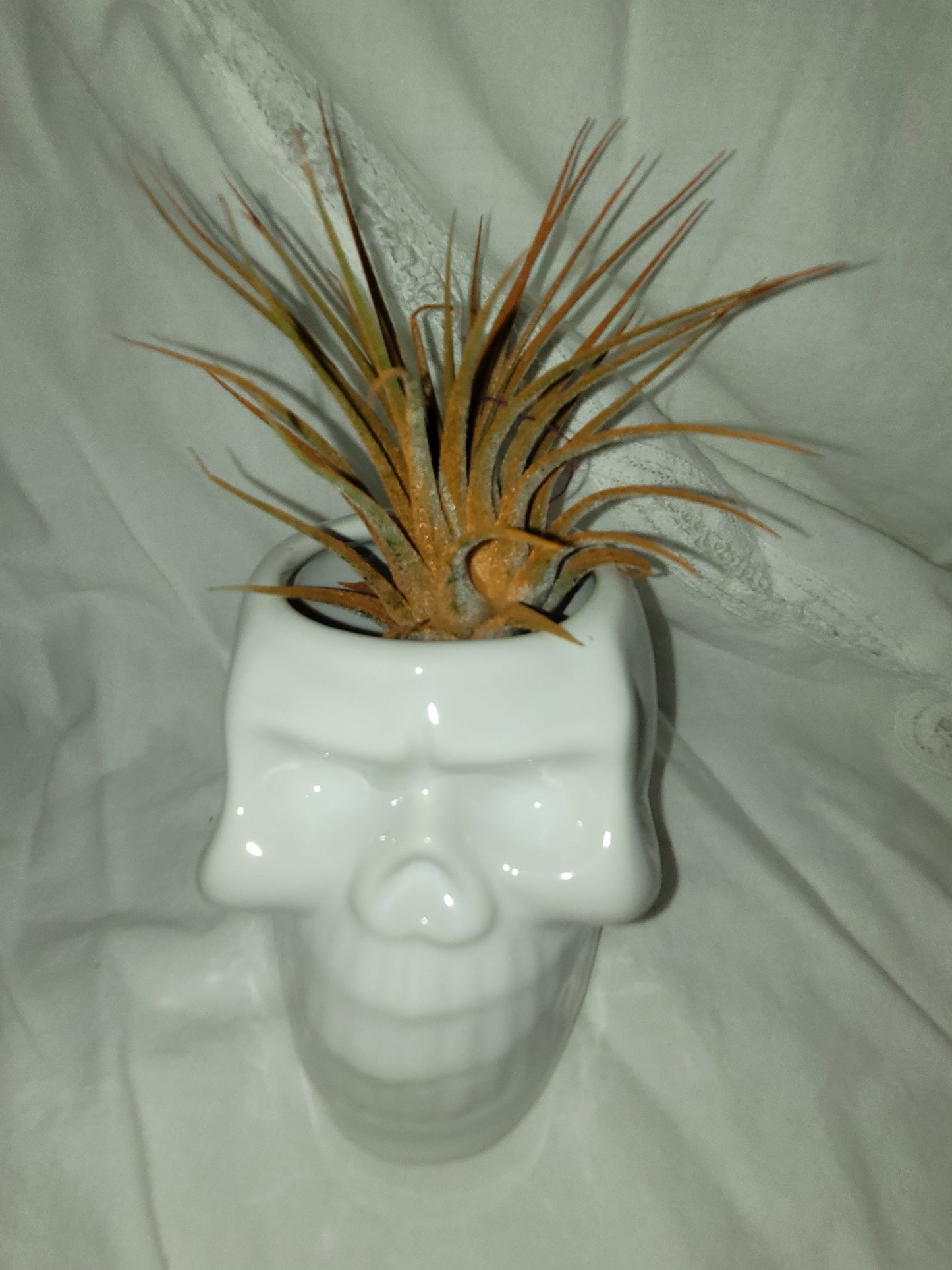 Ionantha Orange Enhanced