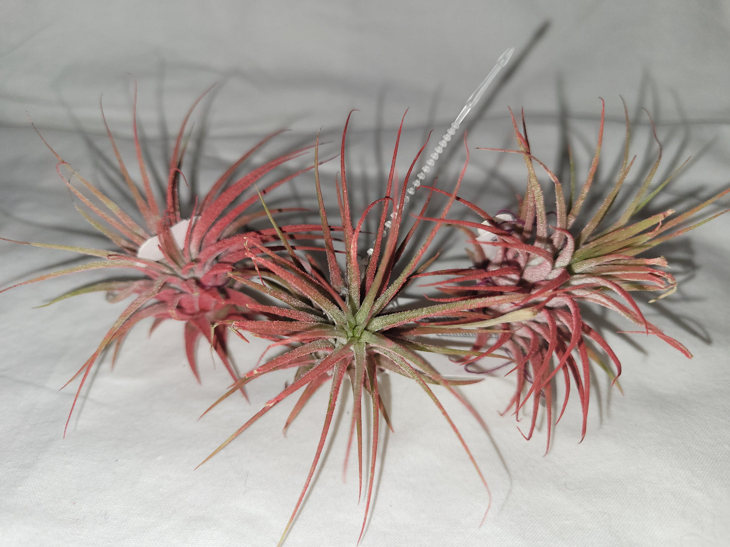 Ionantha Red Enhanced