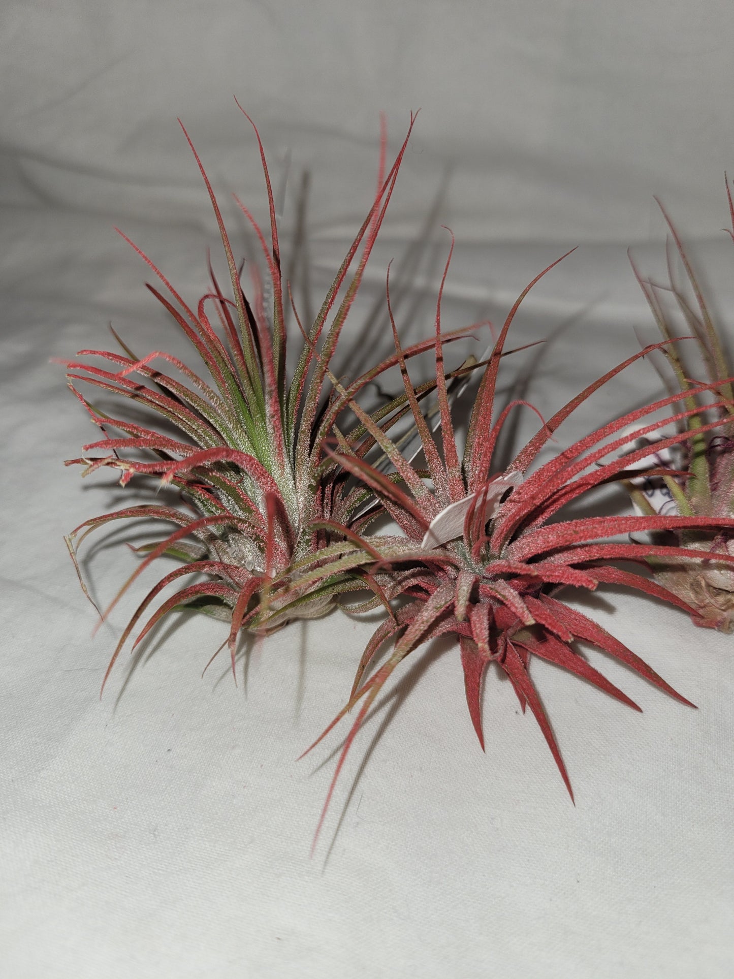 Ionantha Red Enhanced