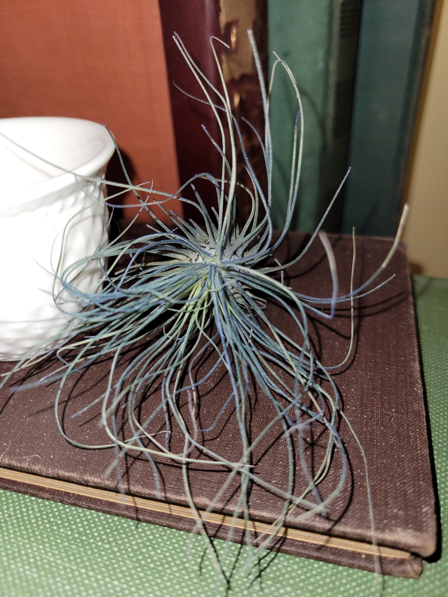 Fuchsii Blue