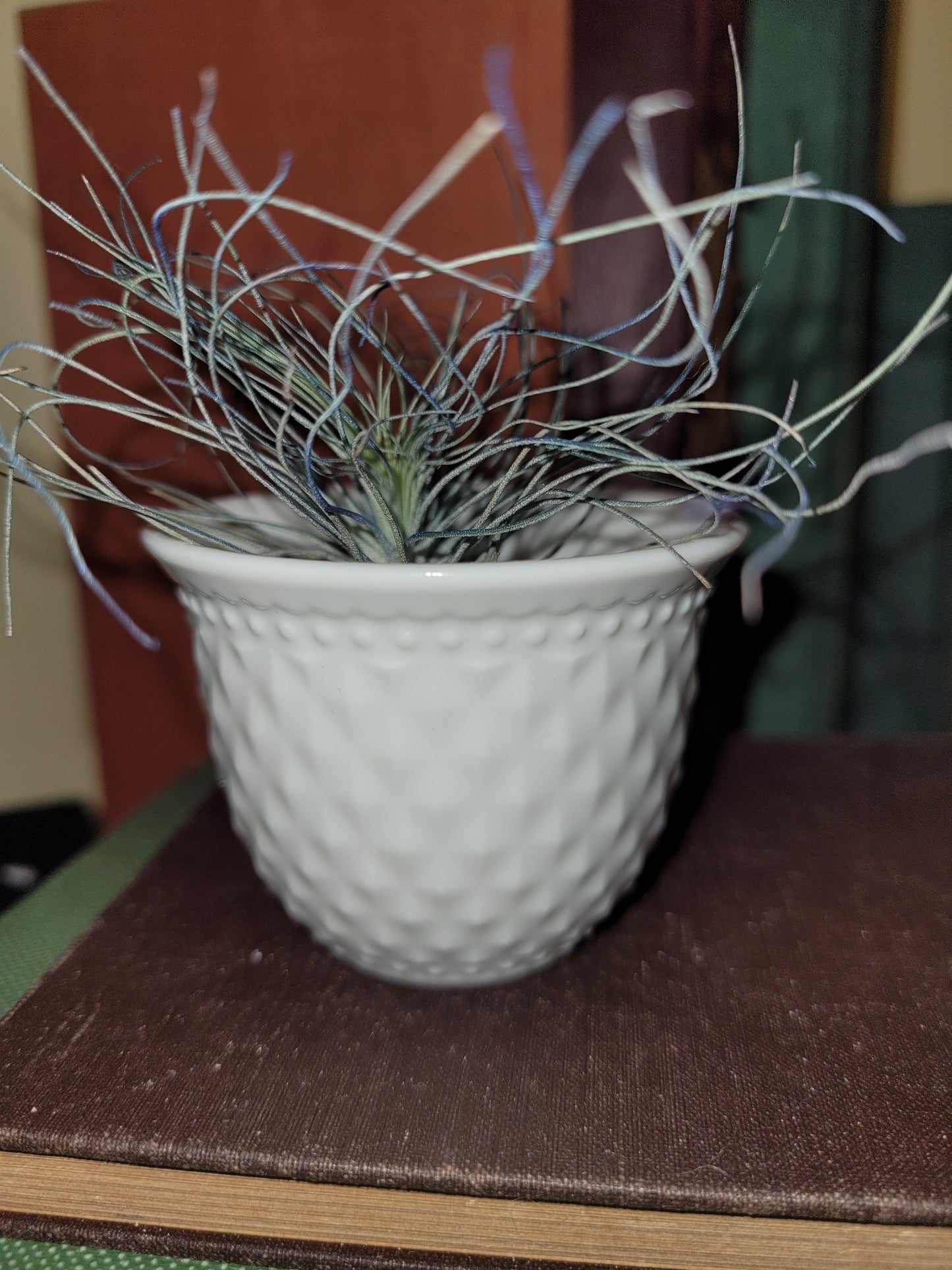 Fuchsii Blue