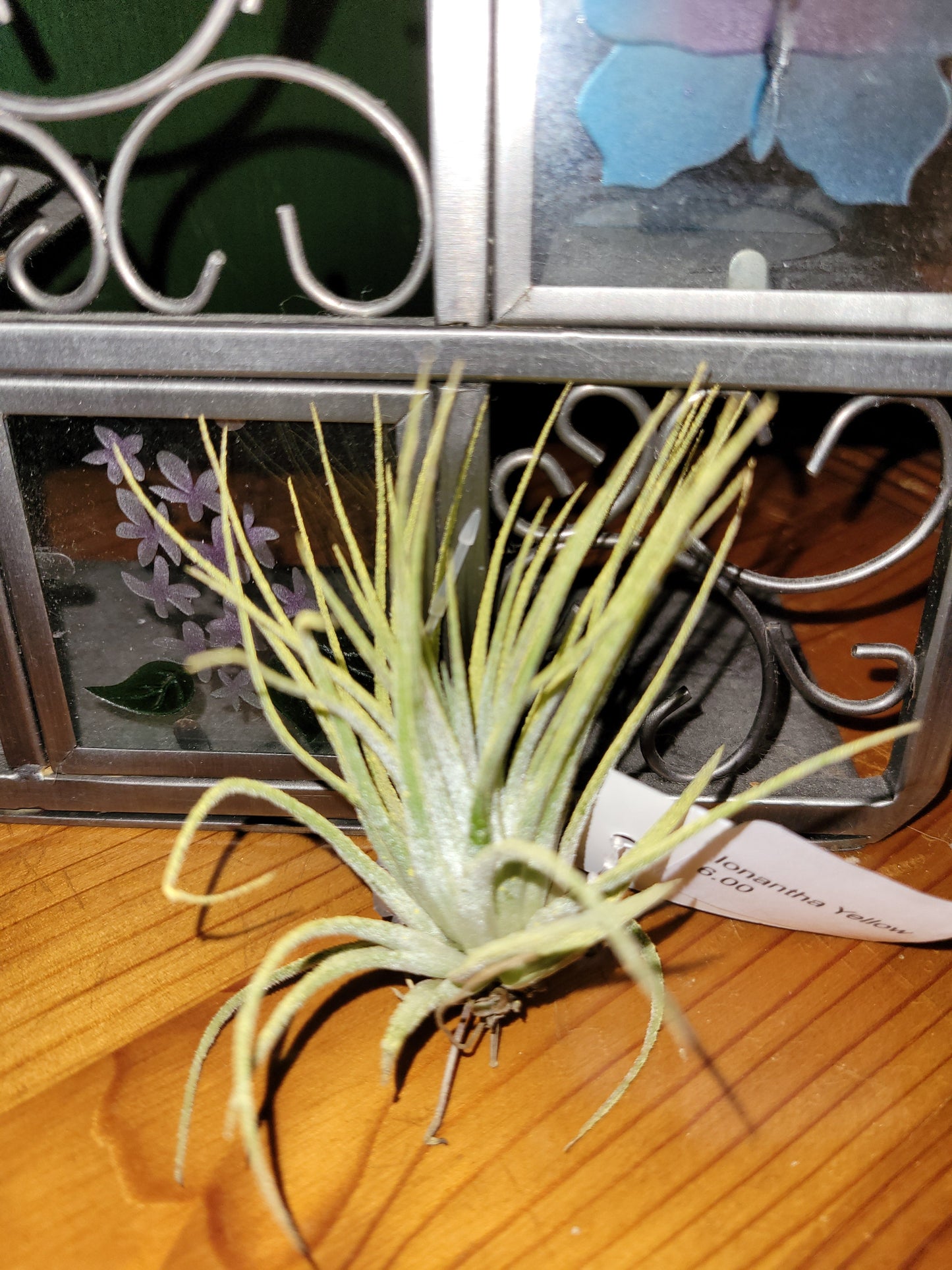 Ionantha Yellow Enhanced