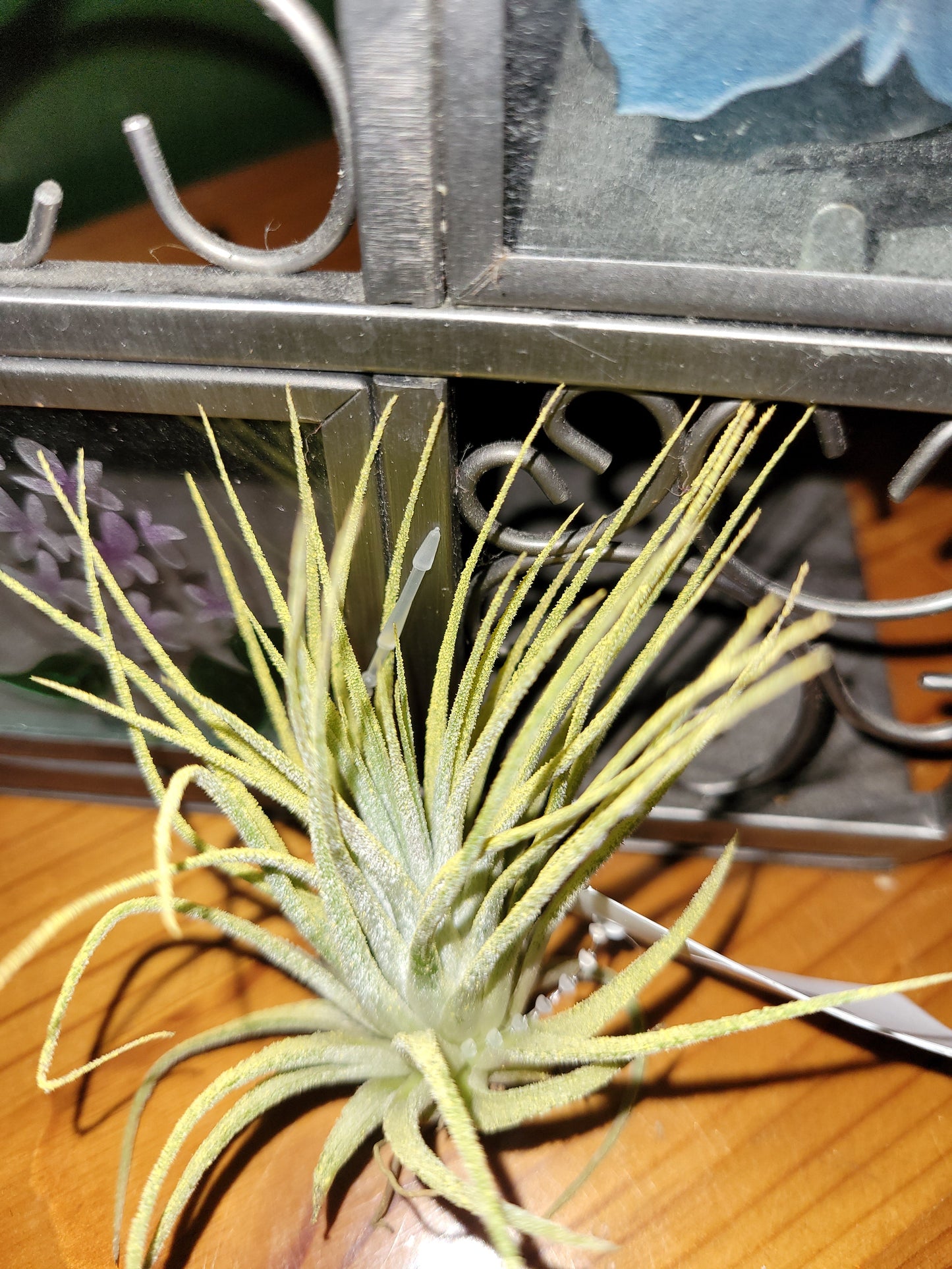 Ionantha Yellow Enhanced