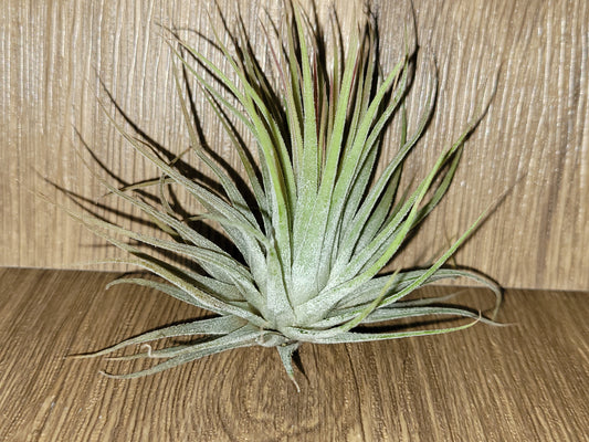 Ionantha Ruba