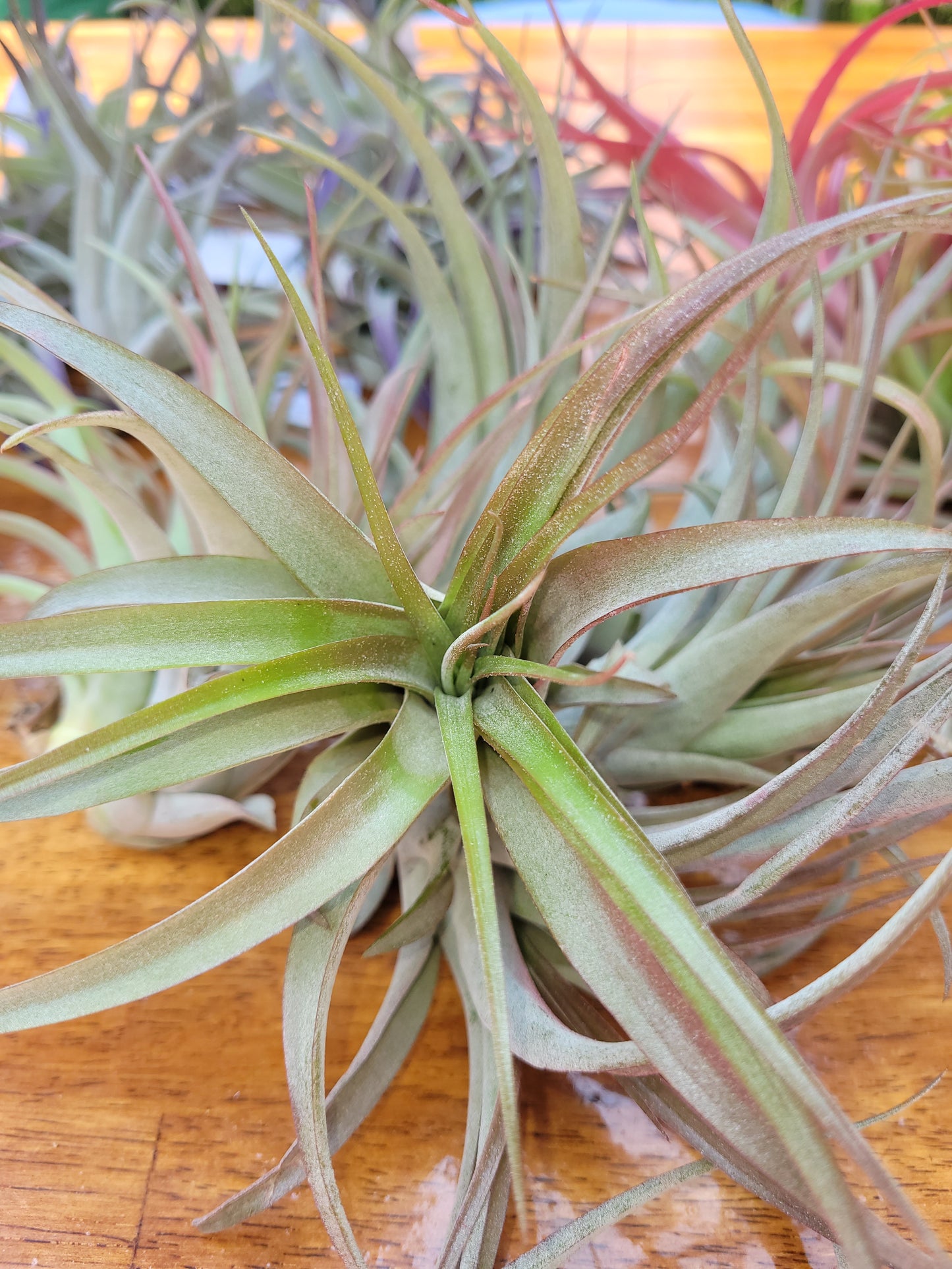 Capitata Select