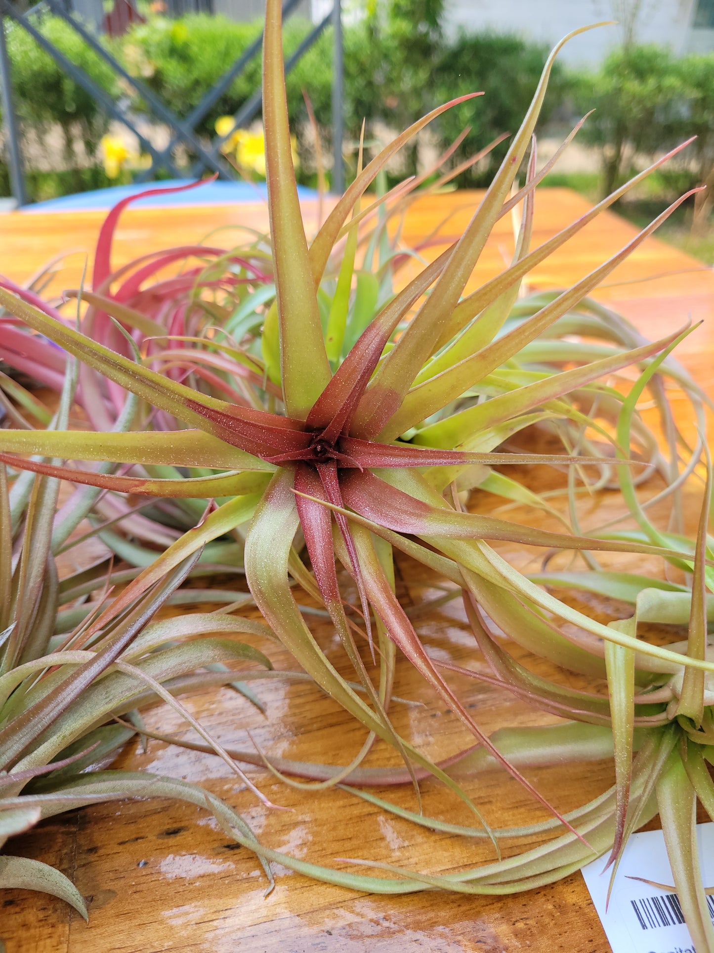 Capitata Select