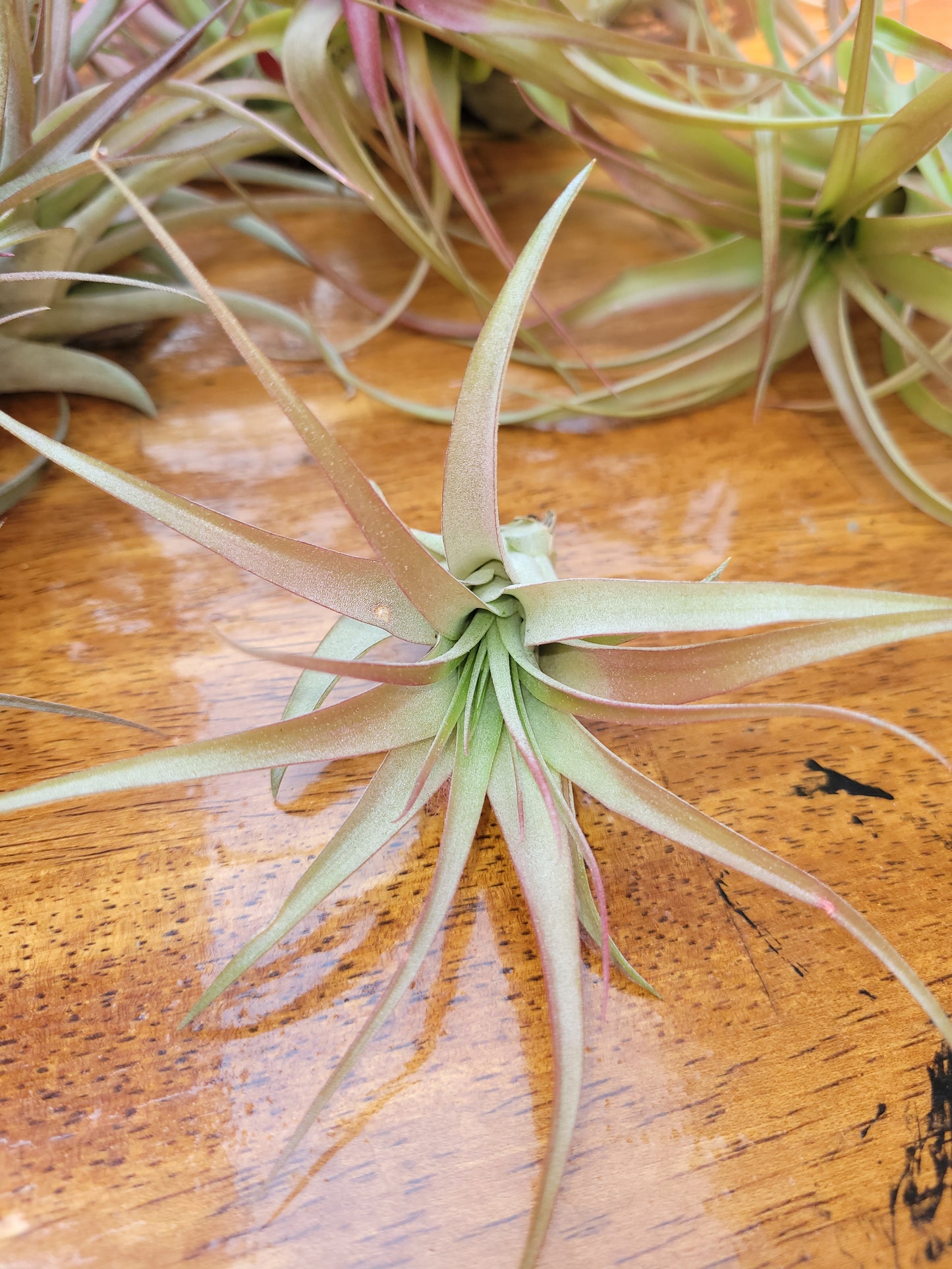 Capitata Select