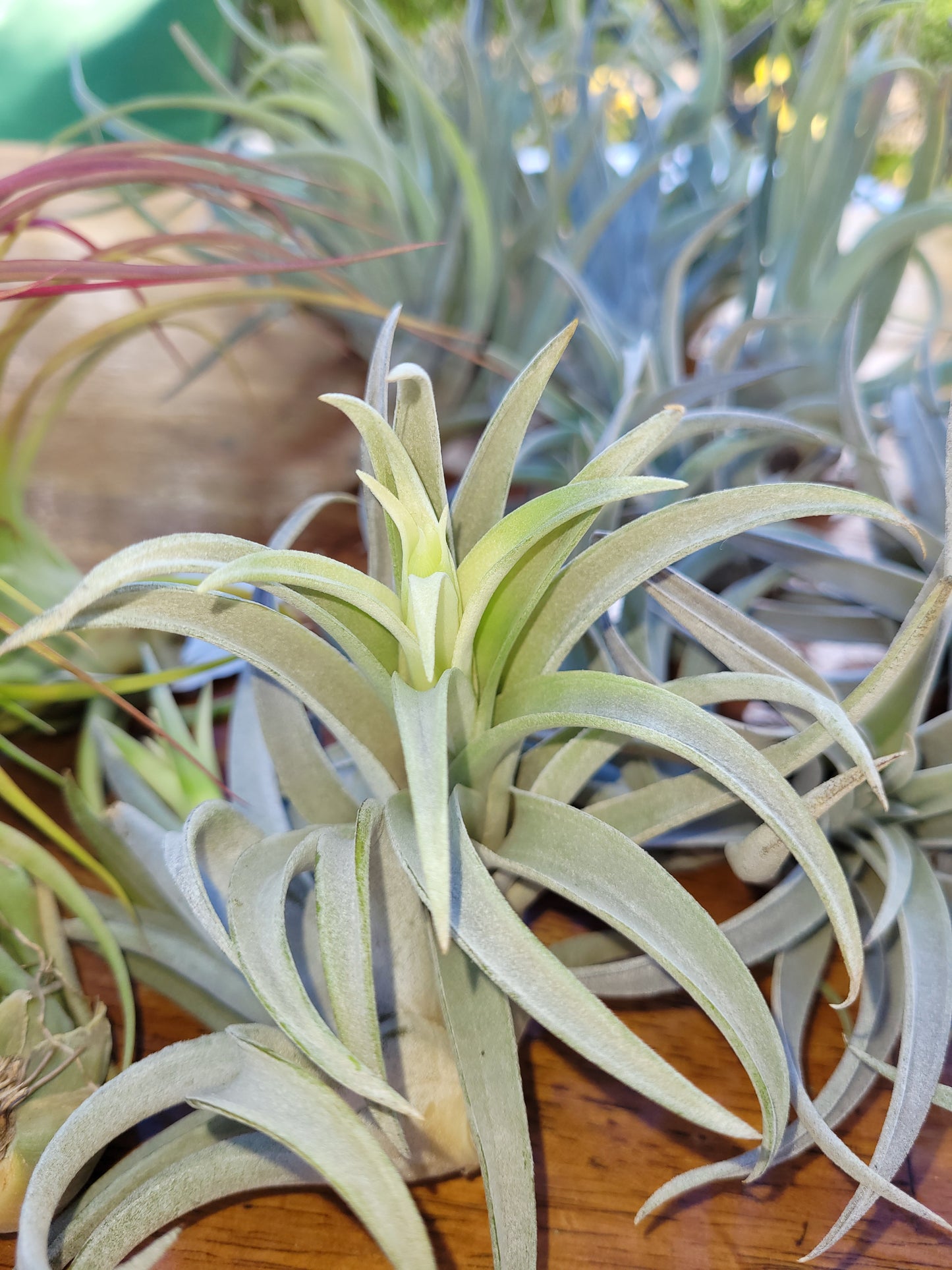 Harrisii Natural Air Plant