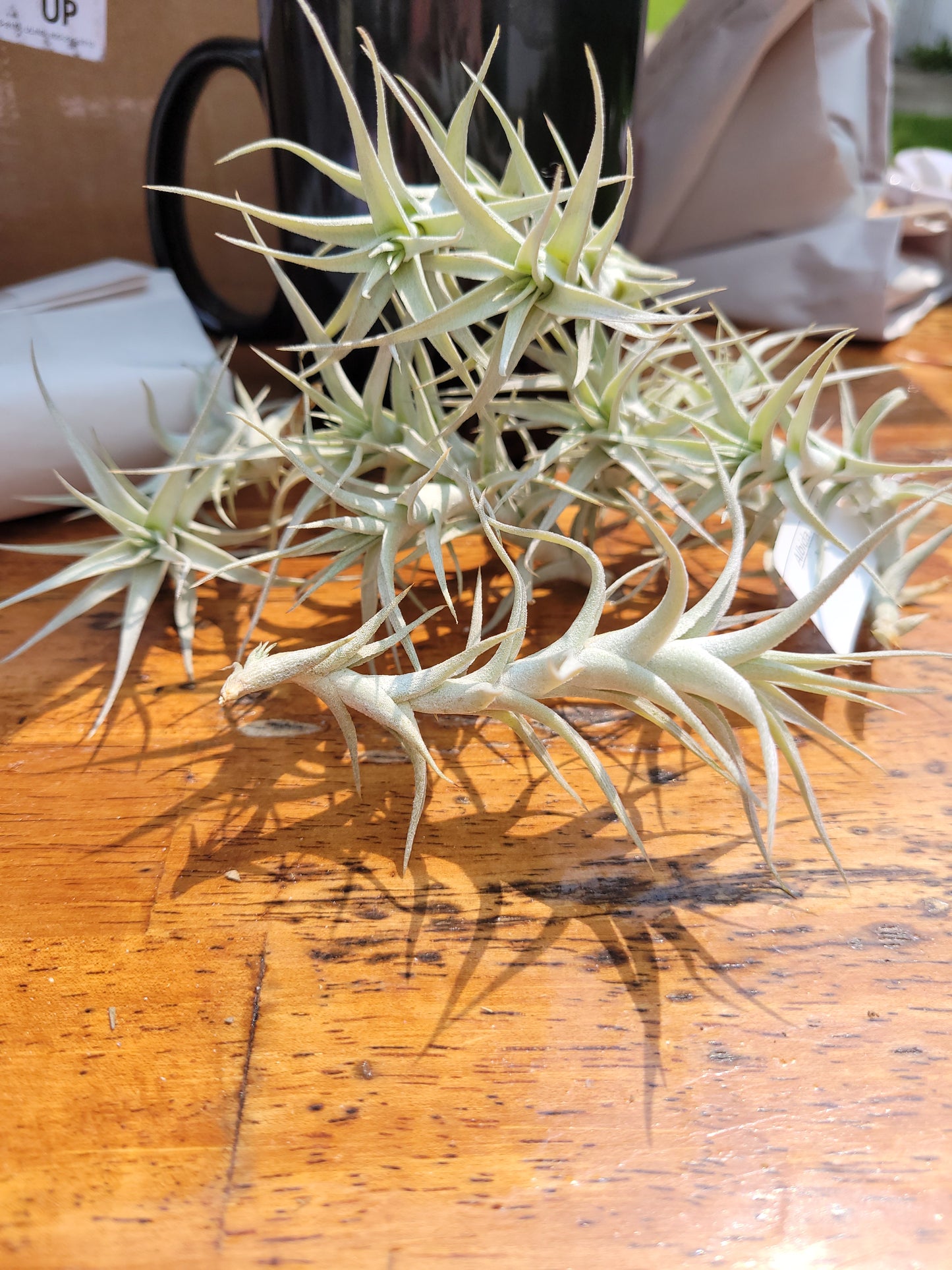 Albida Minor