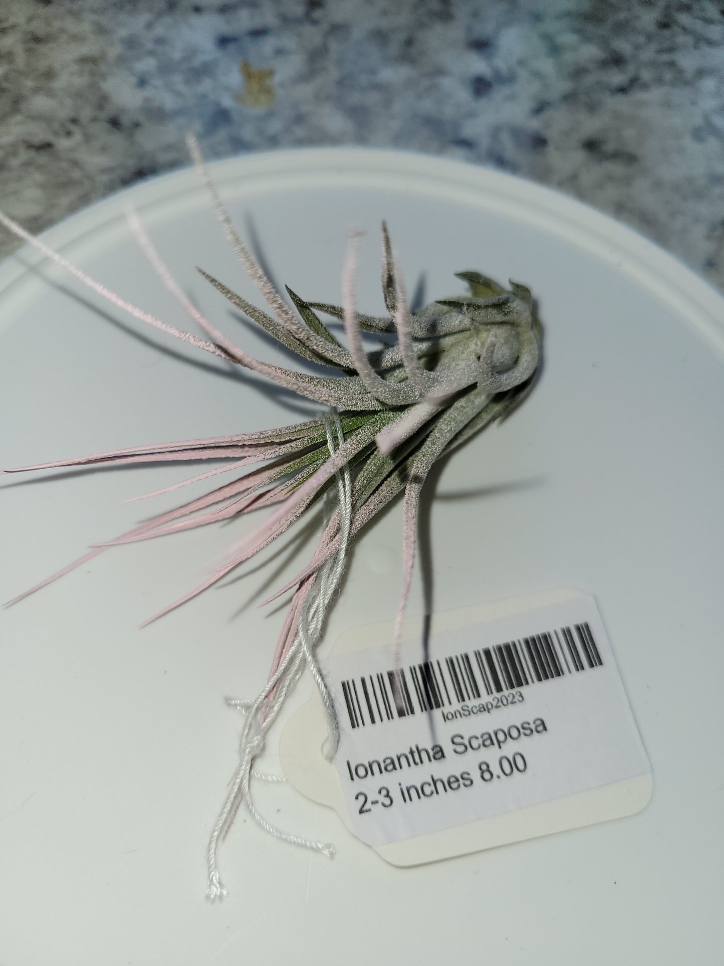 Lilac Ionantha Scaposa