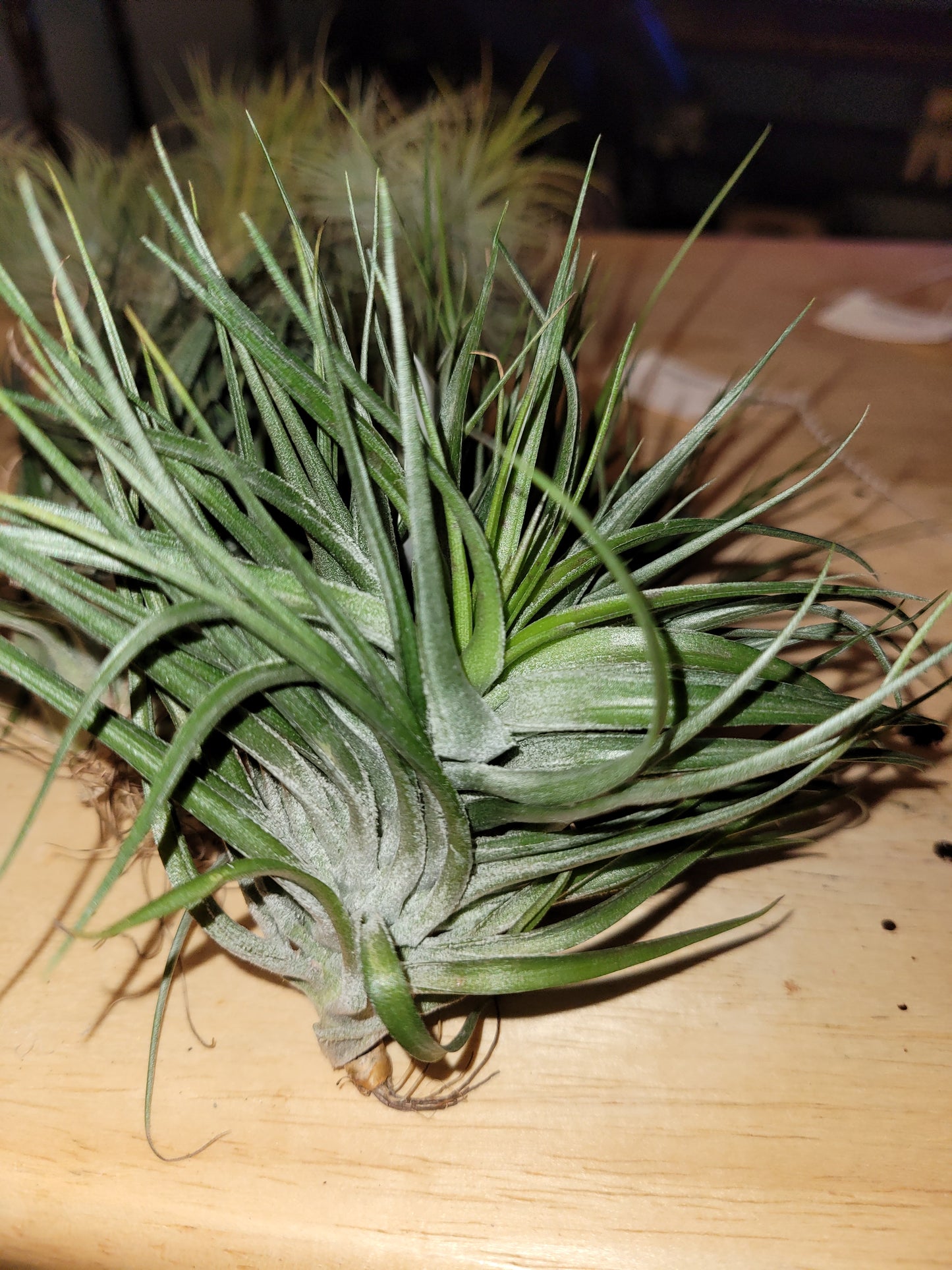 Stricta Compact 4-5 Inches
