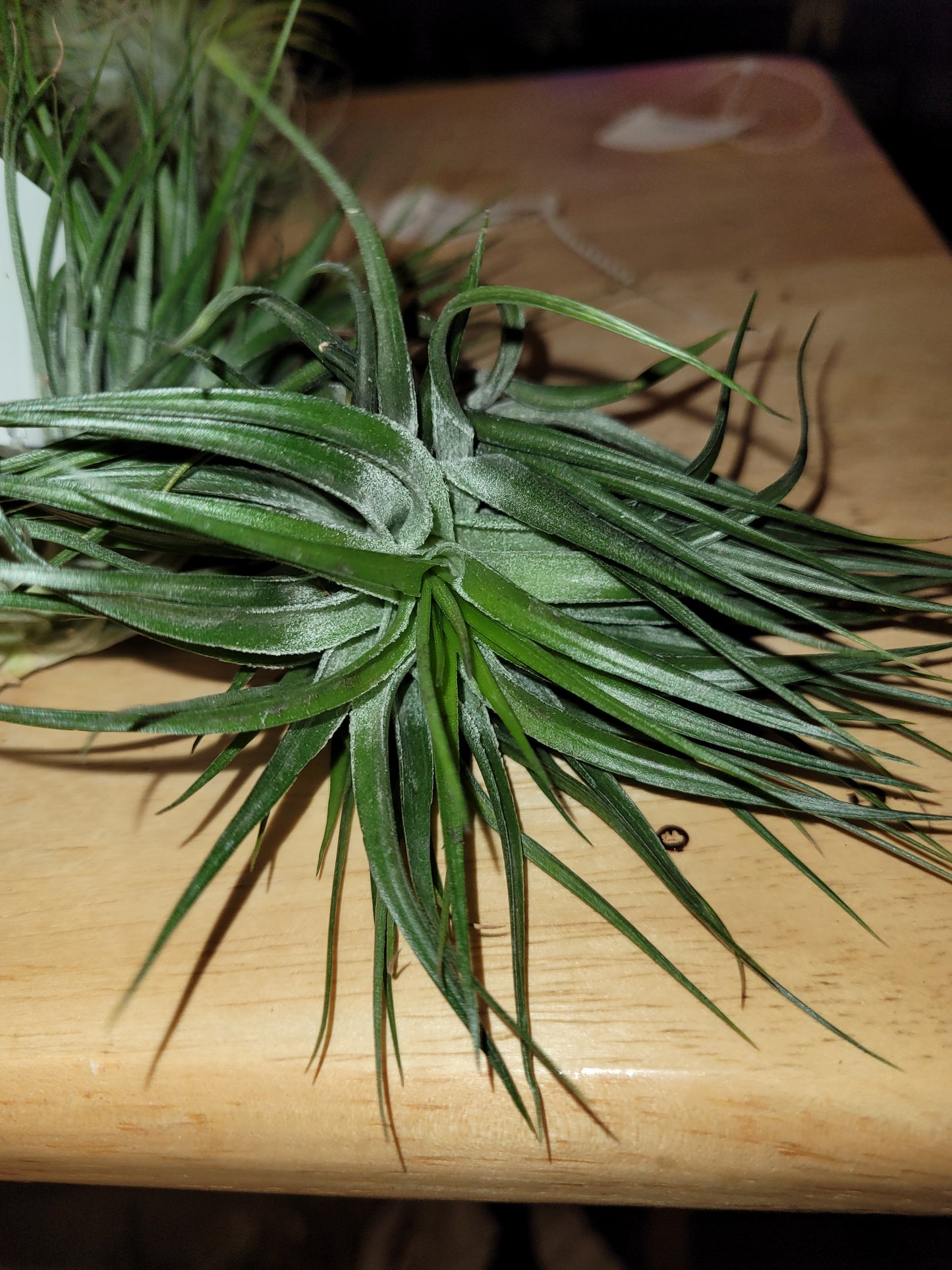 Stricta Compact 4-5 Inches