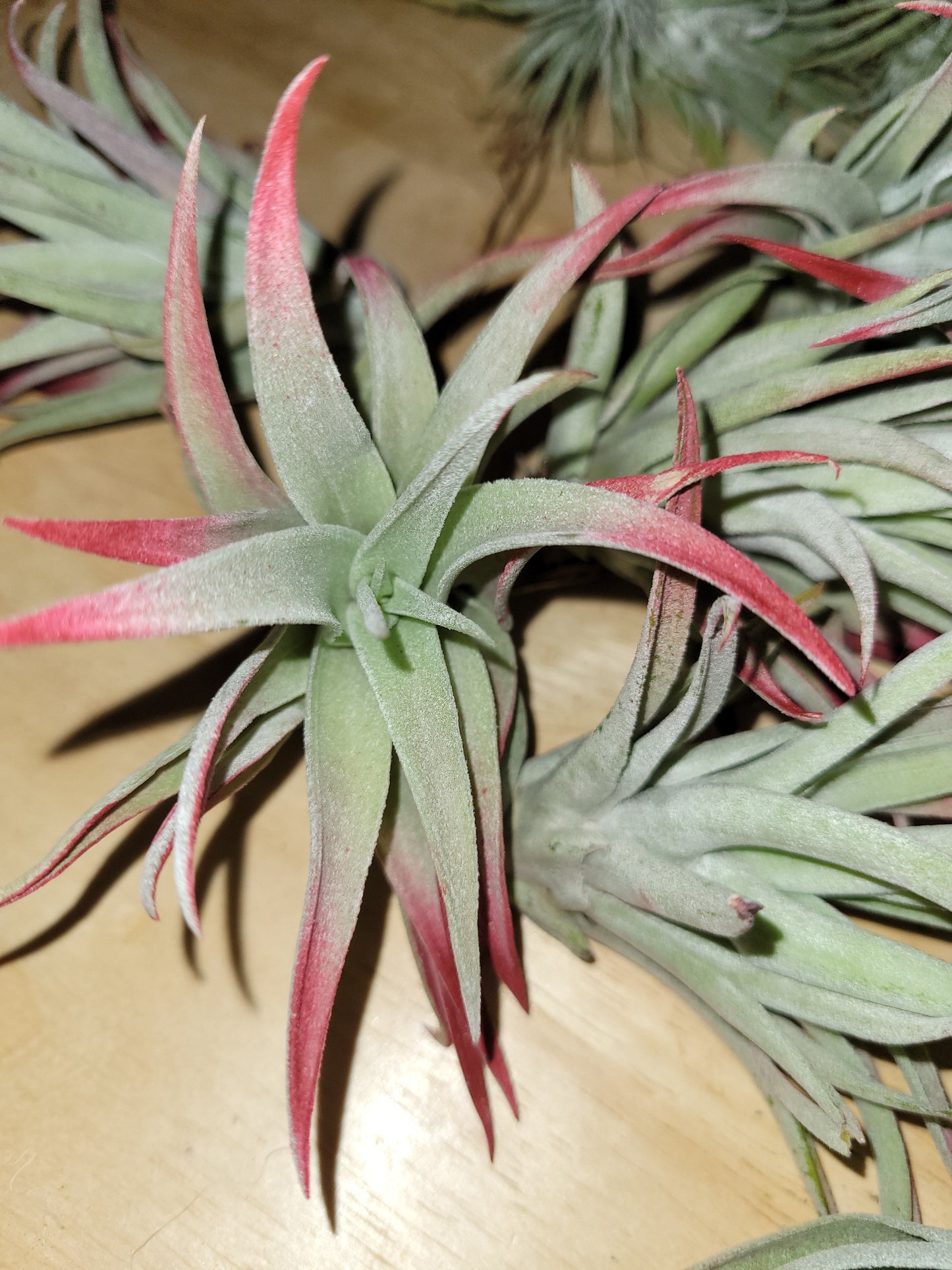 Harrisii Burgundy Air Plant