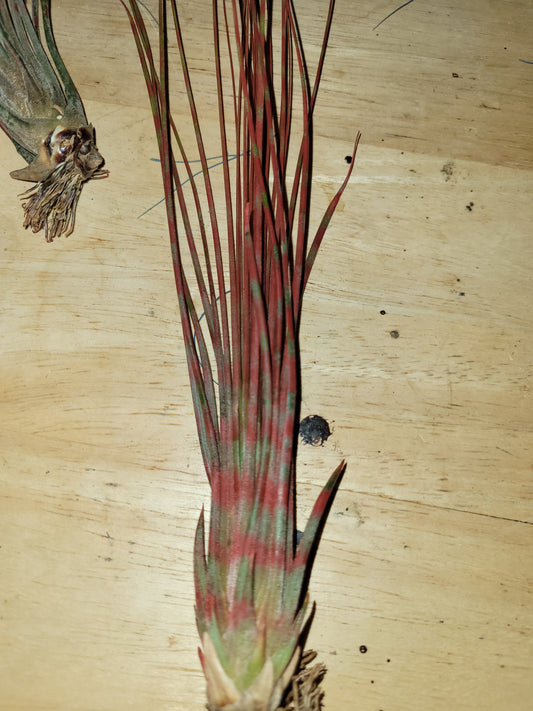 Juncea Red Stripe