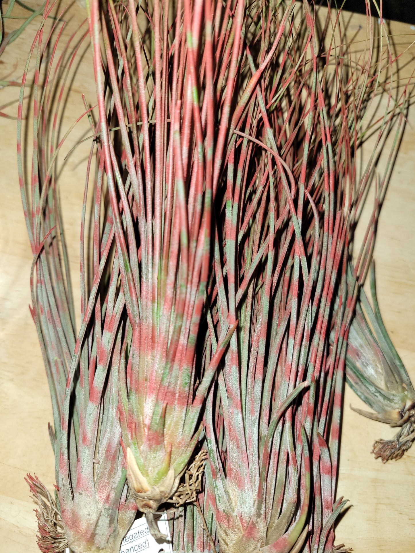 Juncea Red Stripe