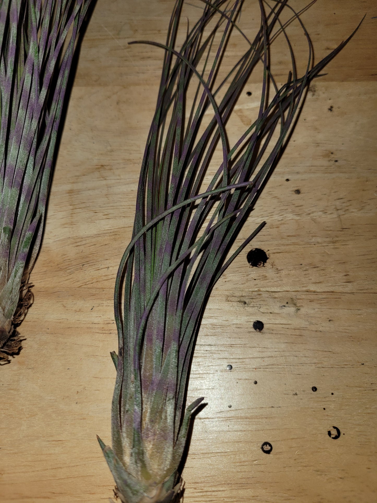 Juncea Purple Stripe