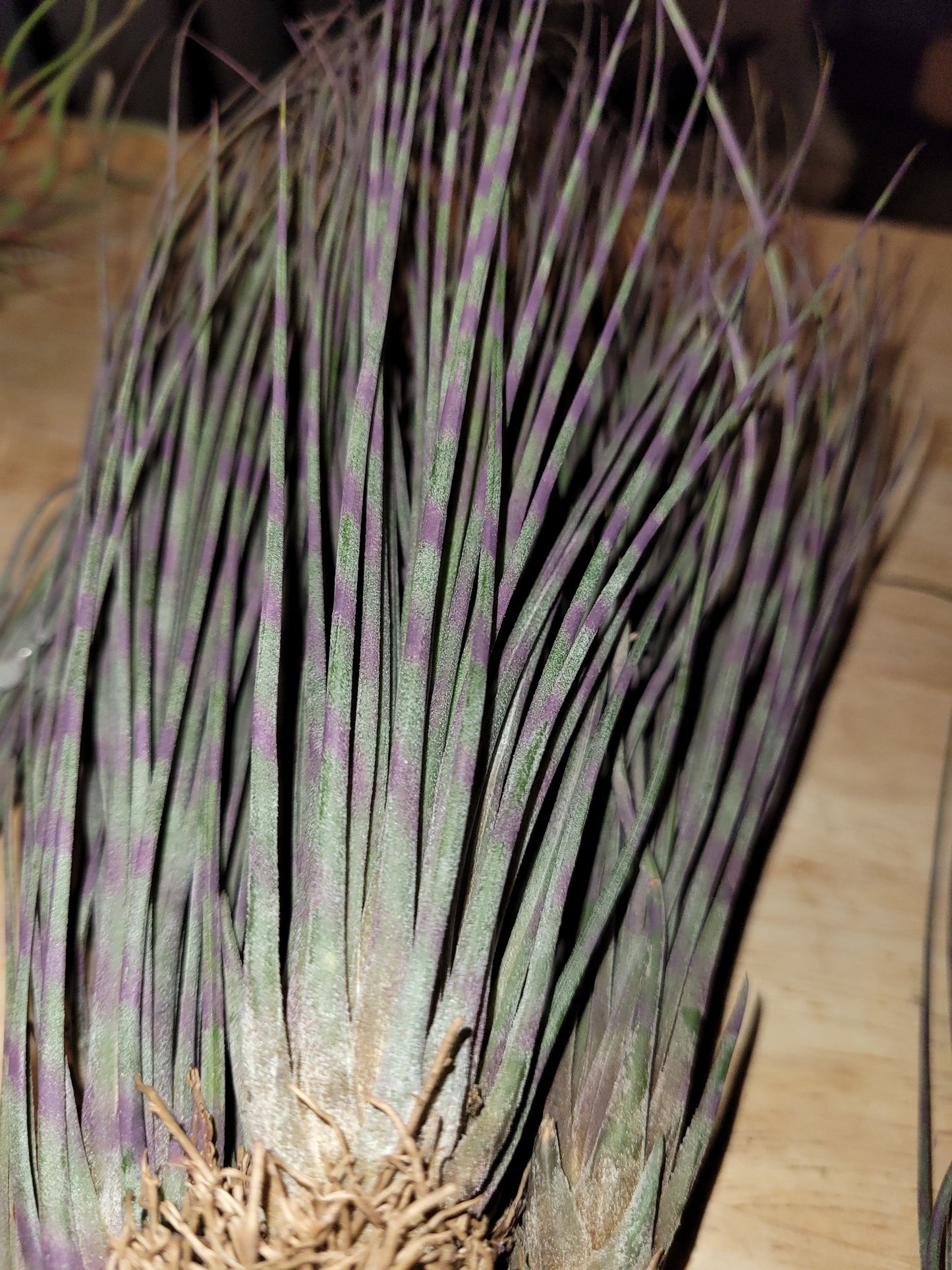 Juncea Purple Stripe