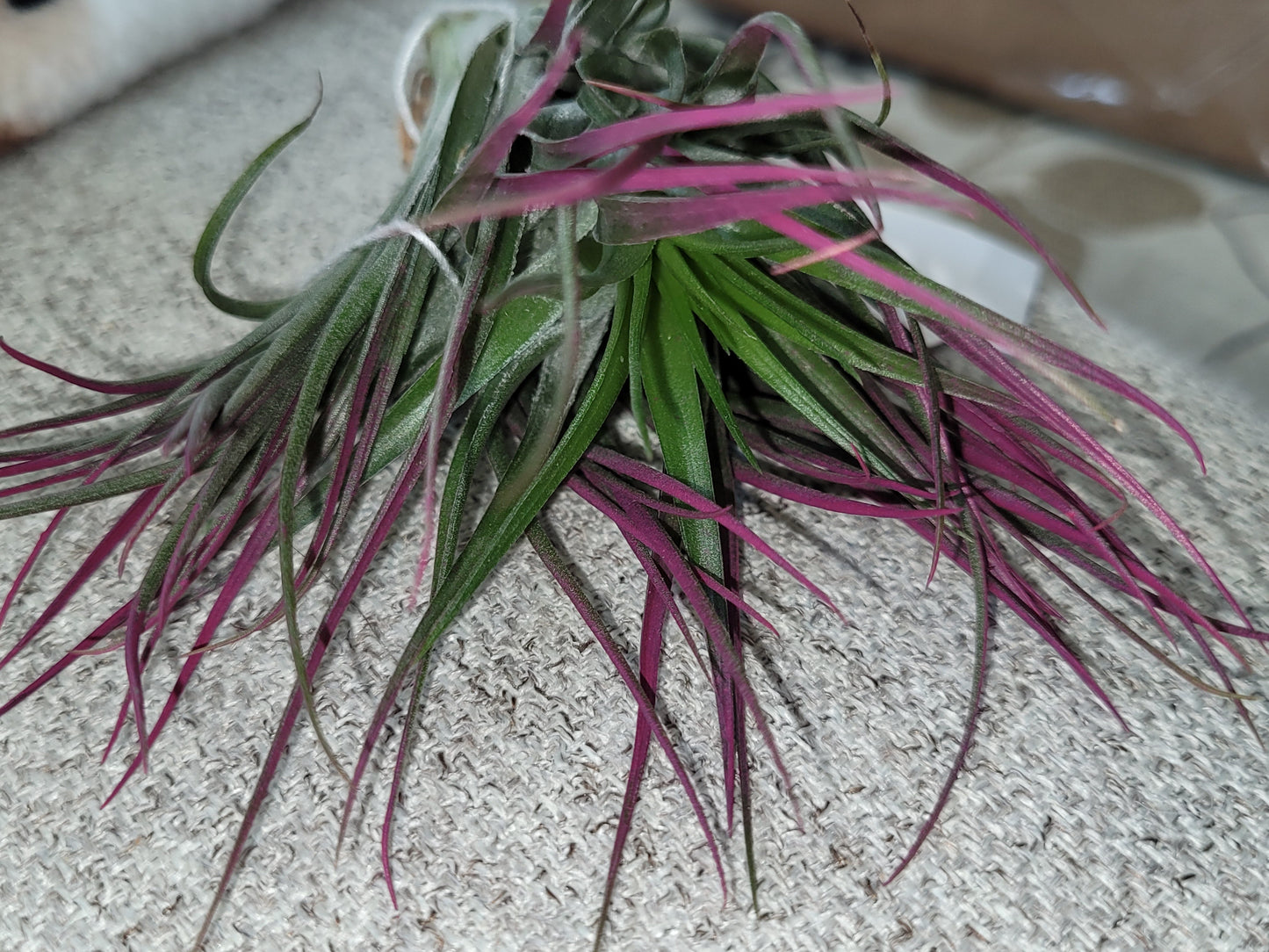 Stricta Compact Magenta