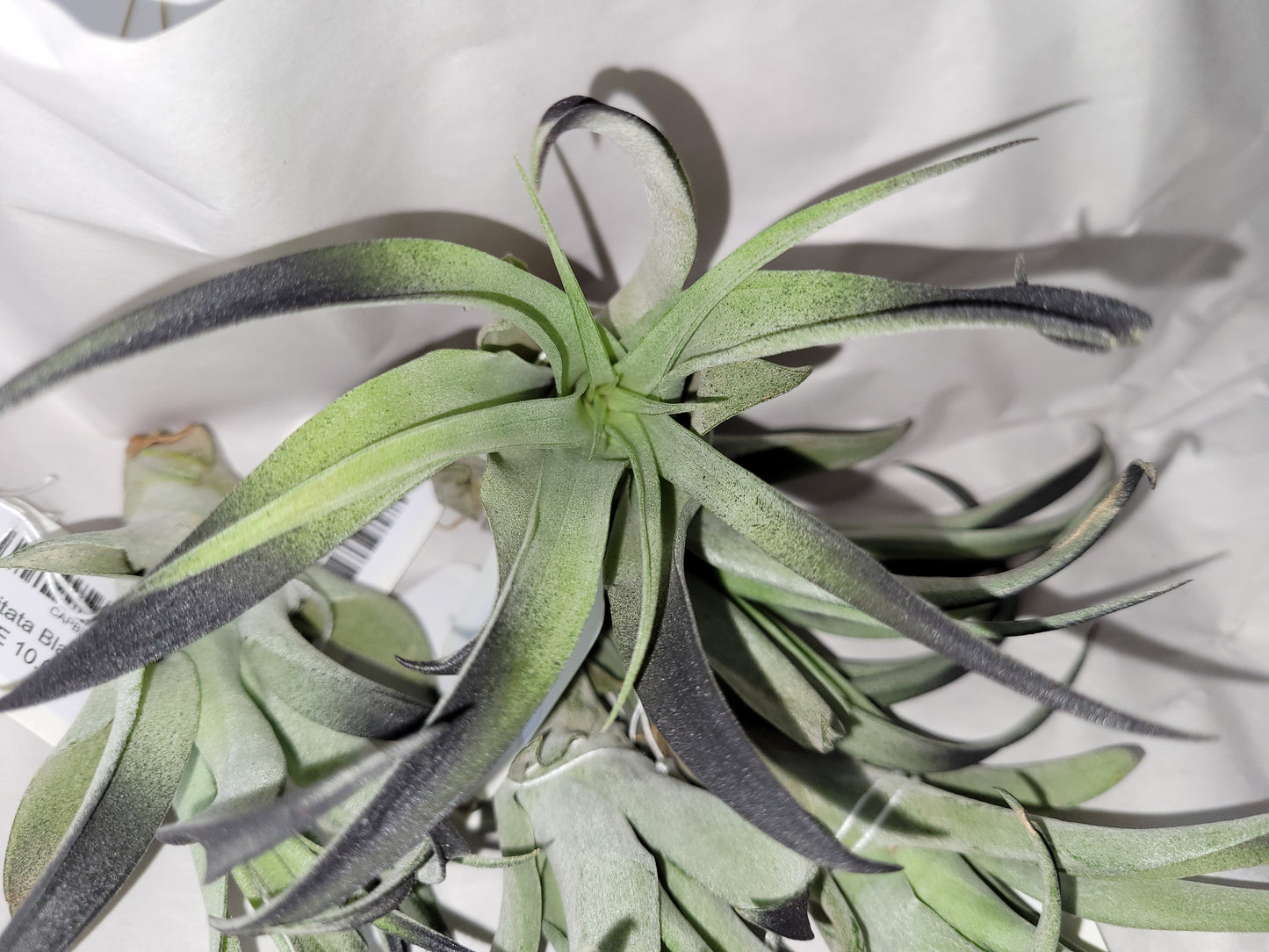 Capitata Black 4+inch