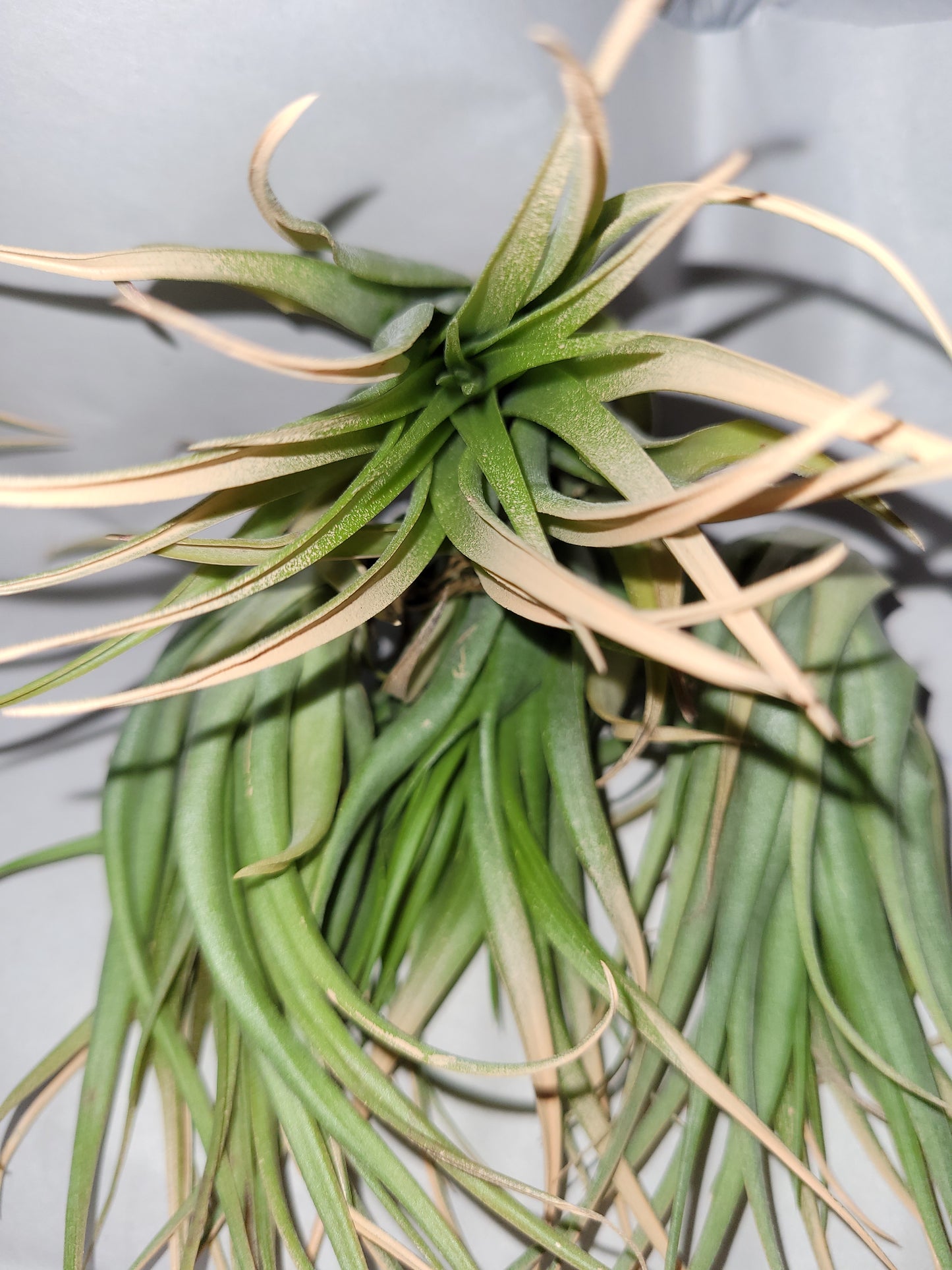 Brachycaulos Terracotta
