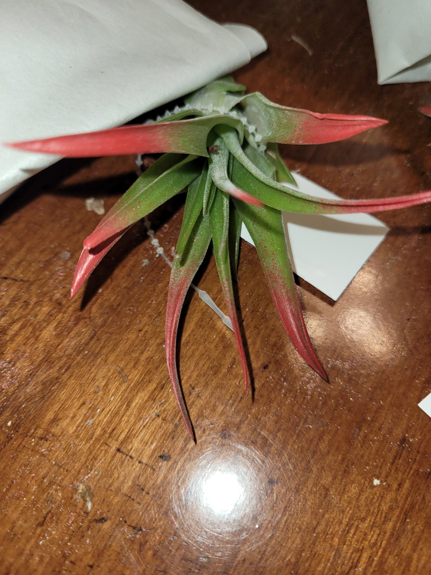 Air Plant Brachycaulos Enhanced