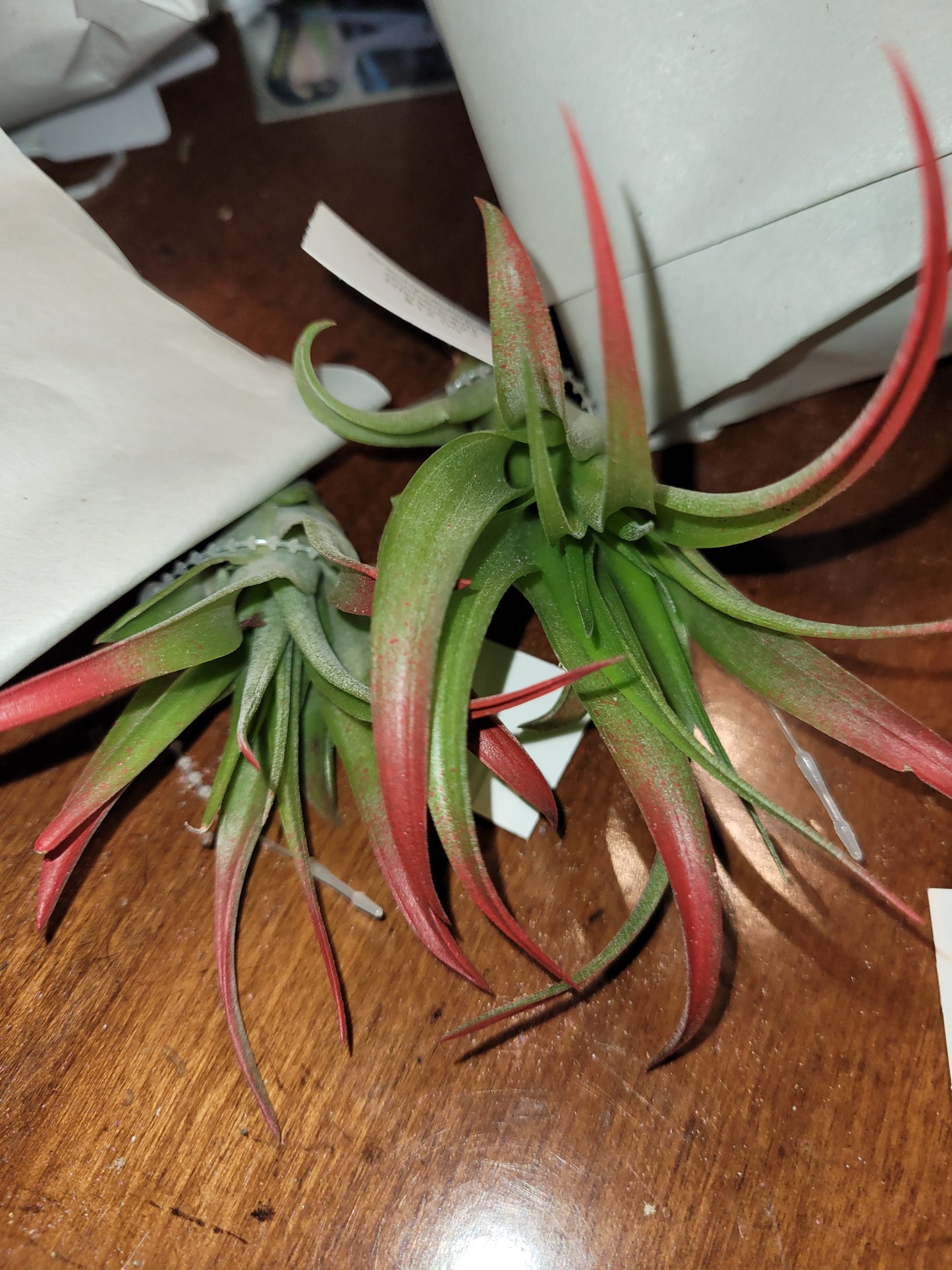 Air Plant Brachycaulos Enhanced