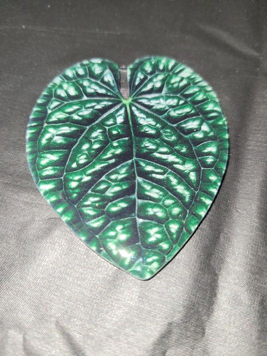 Anthurium Leaf Magnet