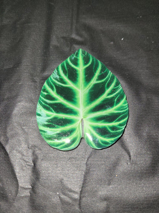 Philodendron Dark Green Magnet