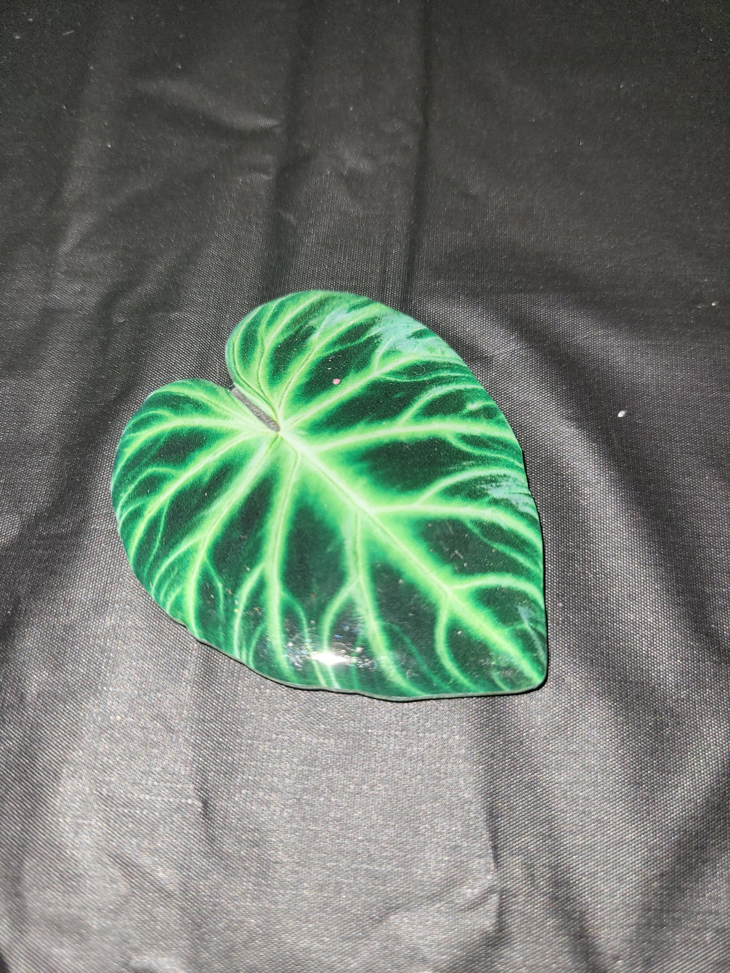 Philodendron Dark Green Magnet