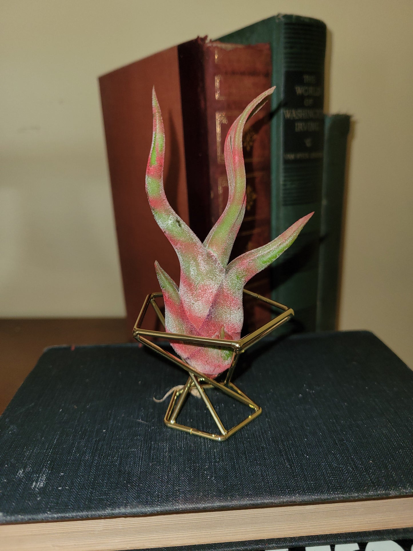 Caput Variegated Red Limited Enhanced Air Plant