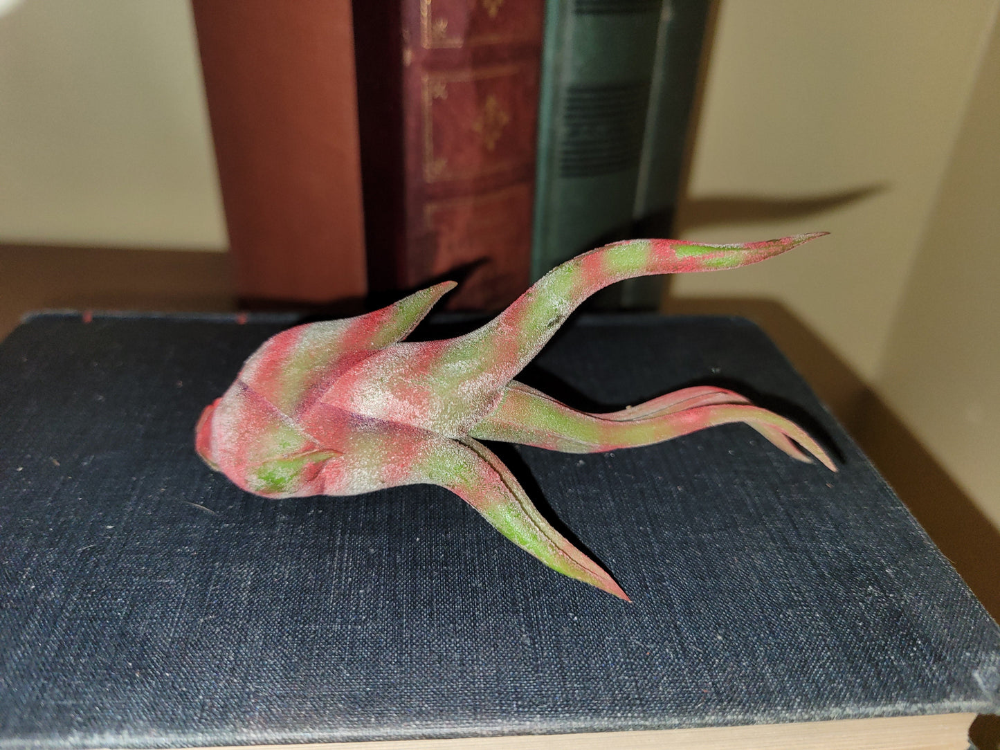 Caput Variegated Red Limited Enhanced Air Plant