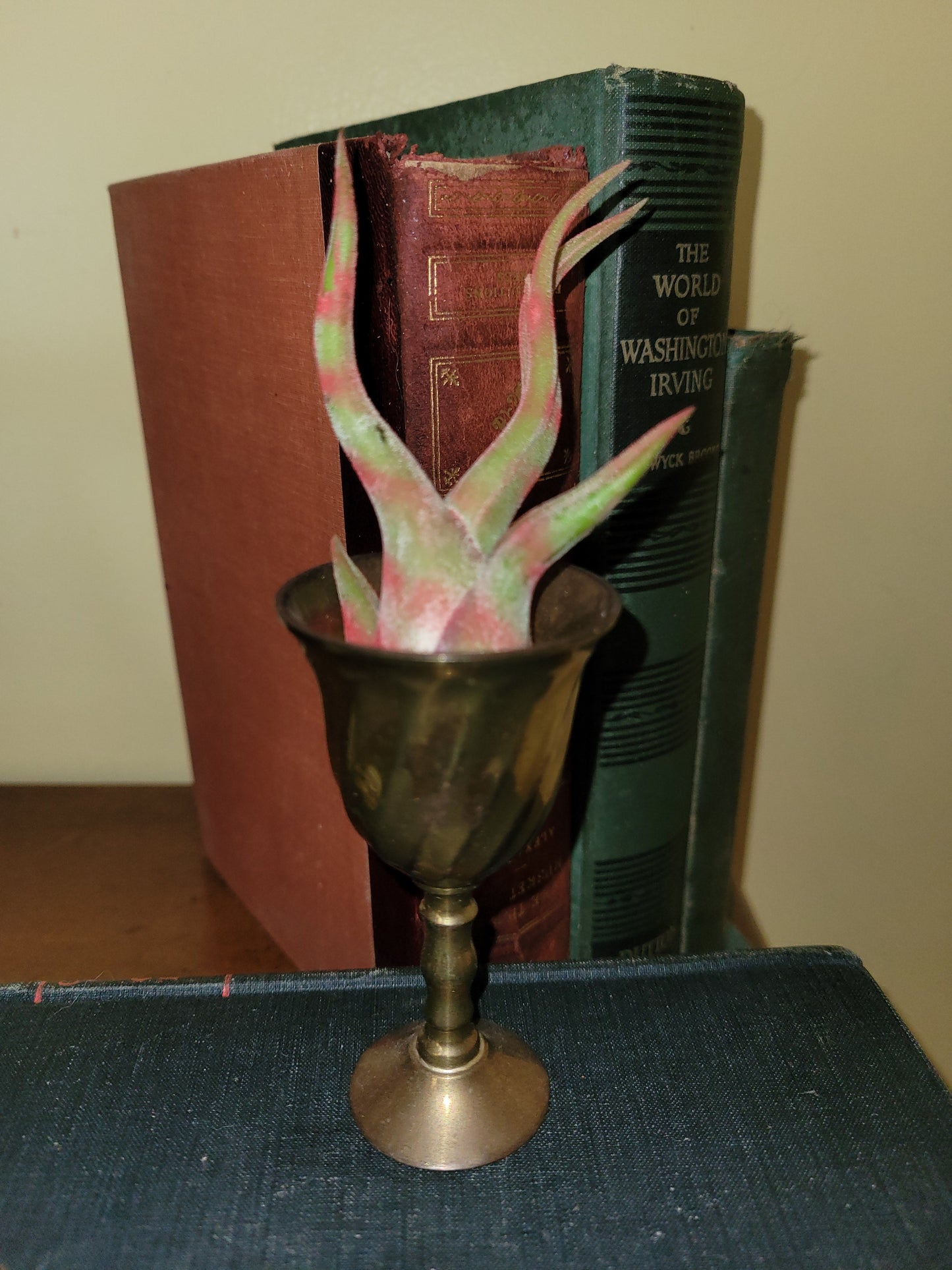 Caput Variegated Red Limited Enhanced Air Plant