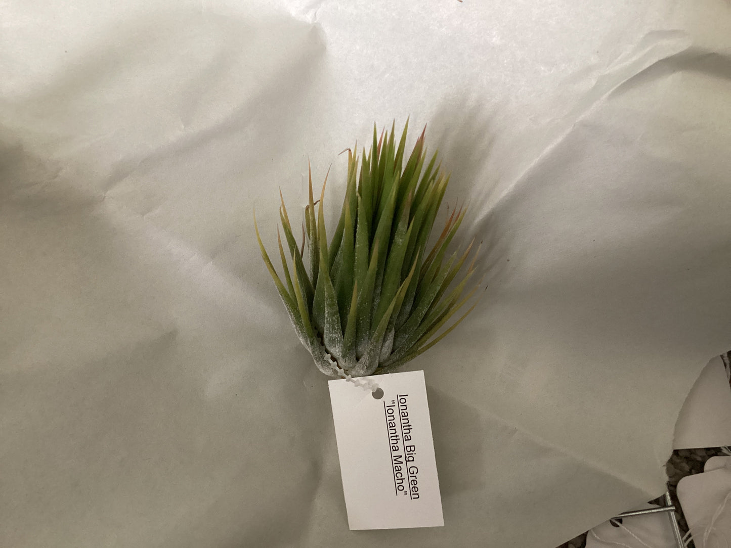 Ionantha Macho