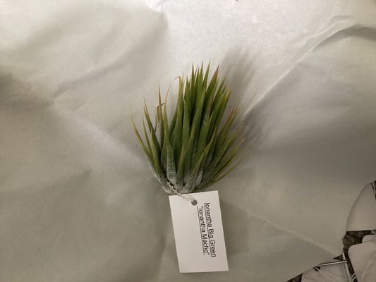Ionantha Macho