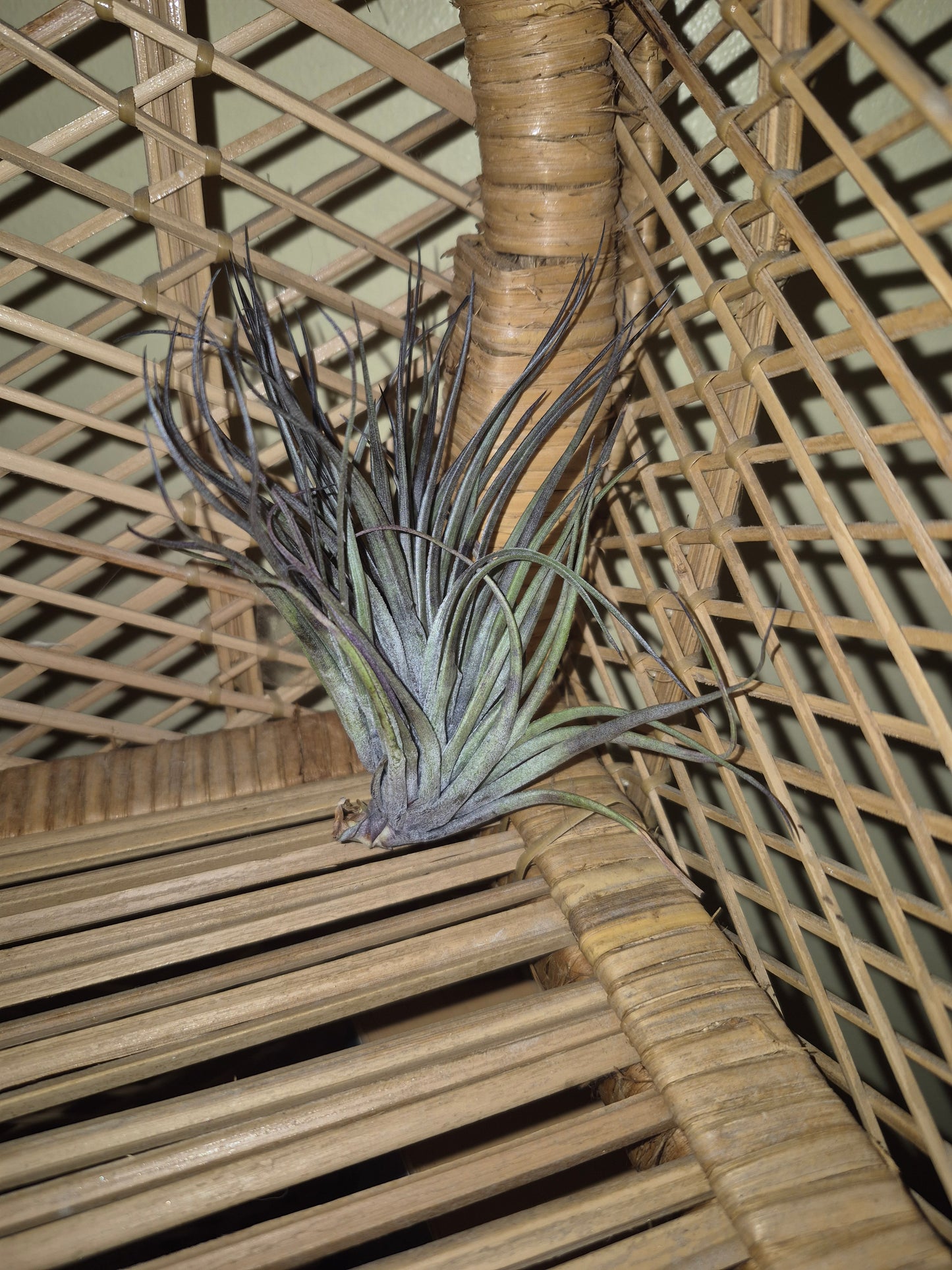 Stricta Midnight