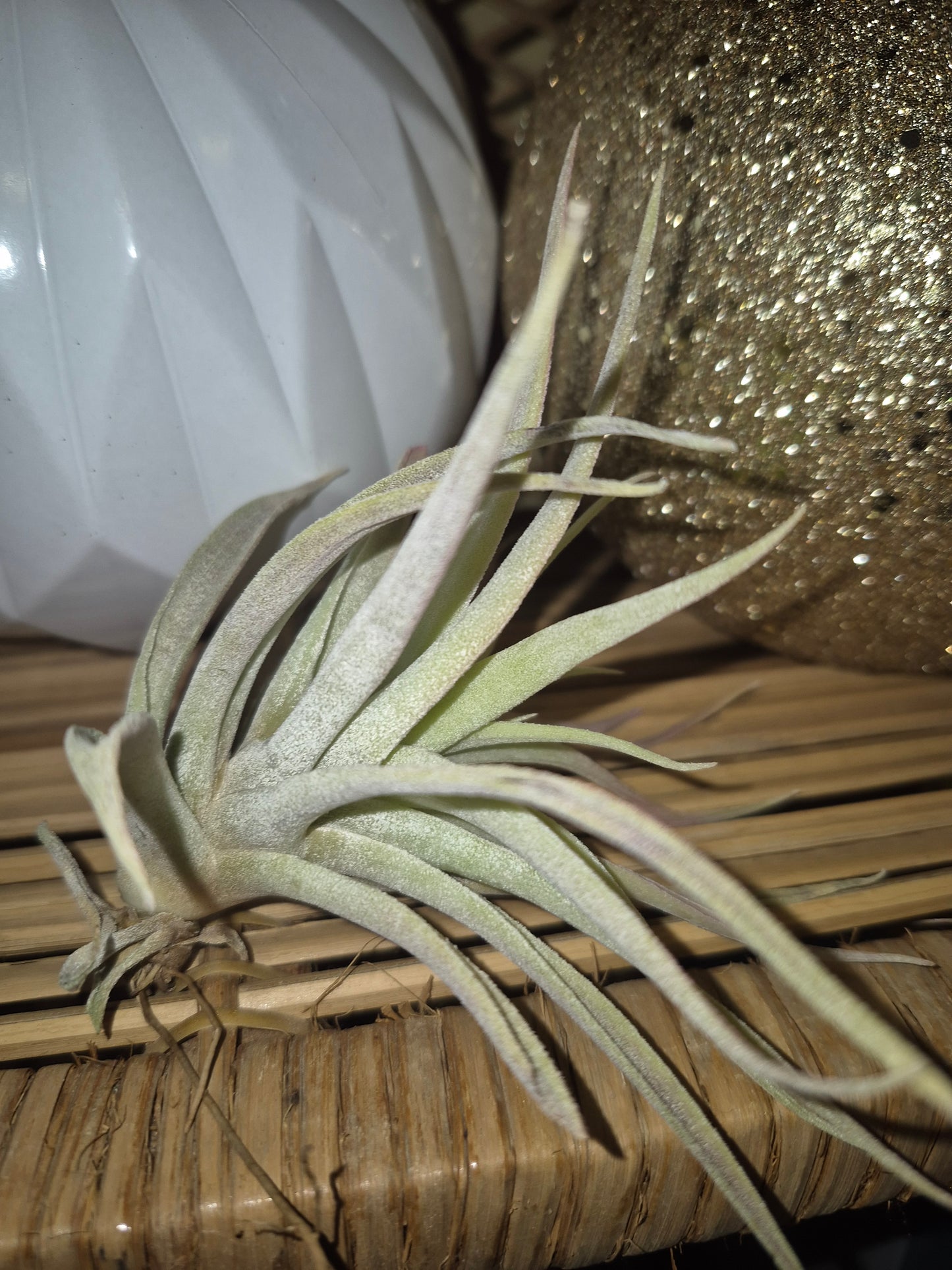 Honduras Air Plant