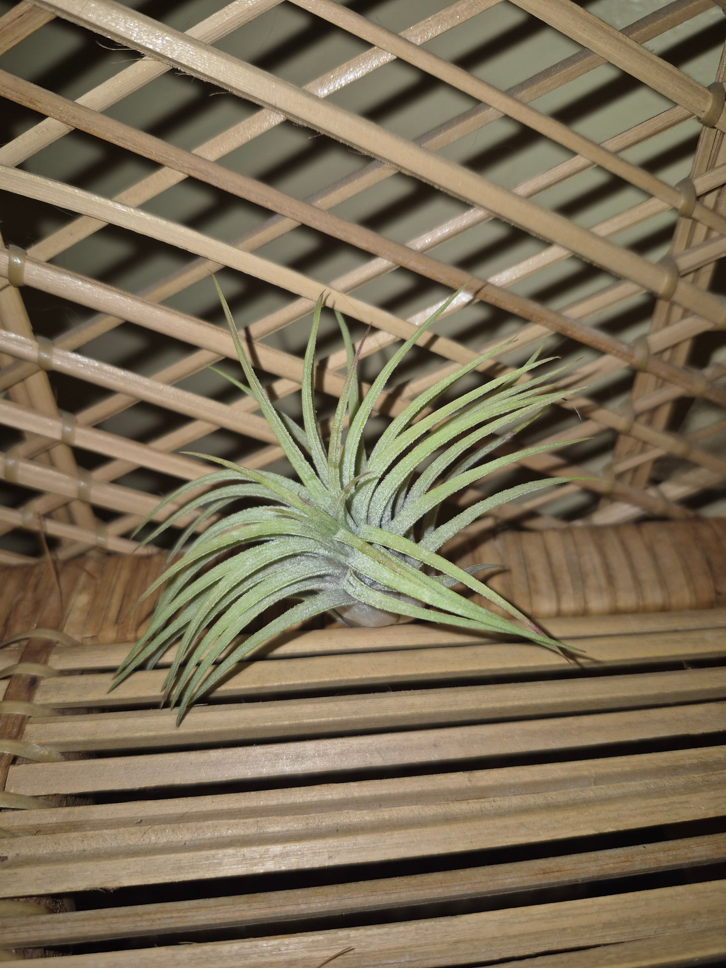 Ionantha Curly Ruba Air Plant