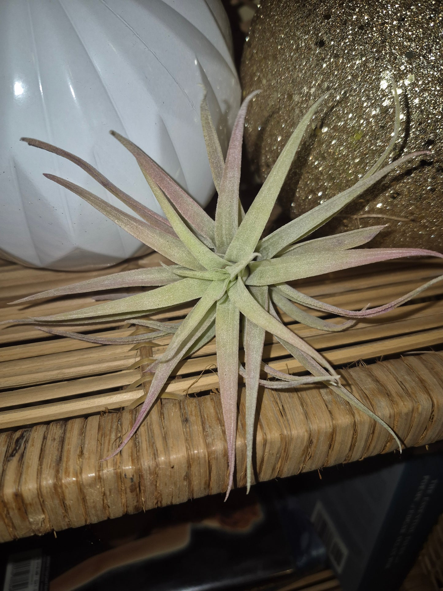 Honduras Air Plant