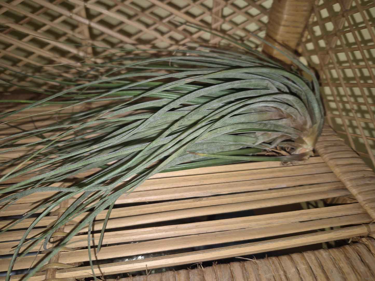 Floribunda 10 Inch Air Plant