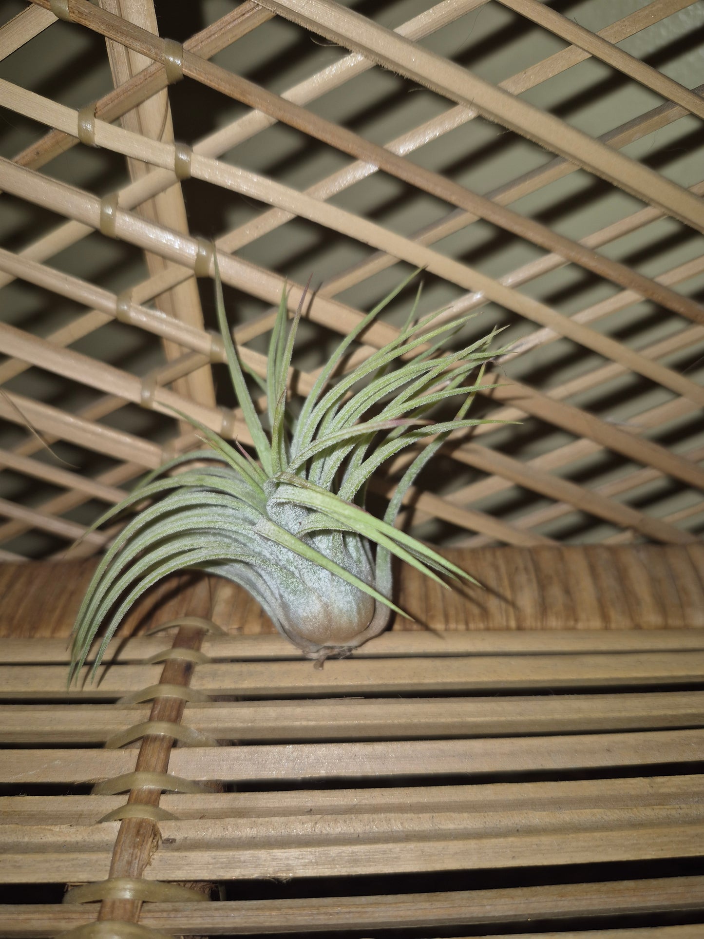 Ionantha Curly Ruba Air Plant