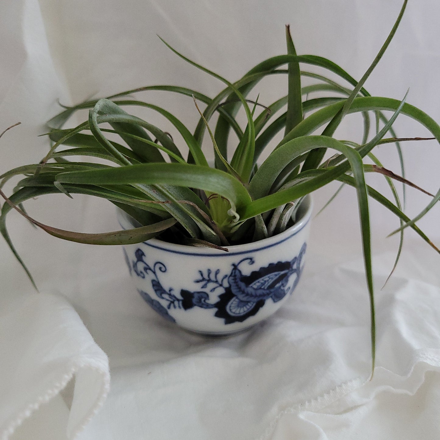 Brachycaulos Natural
