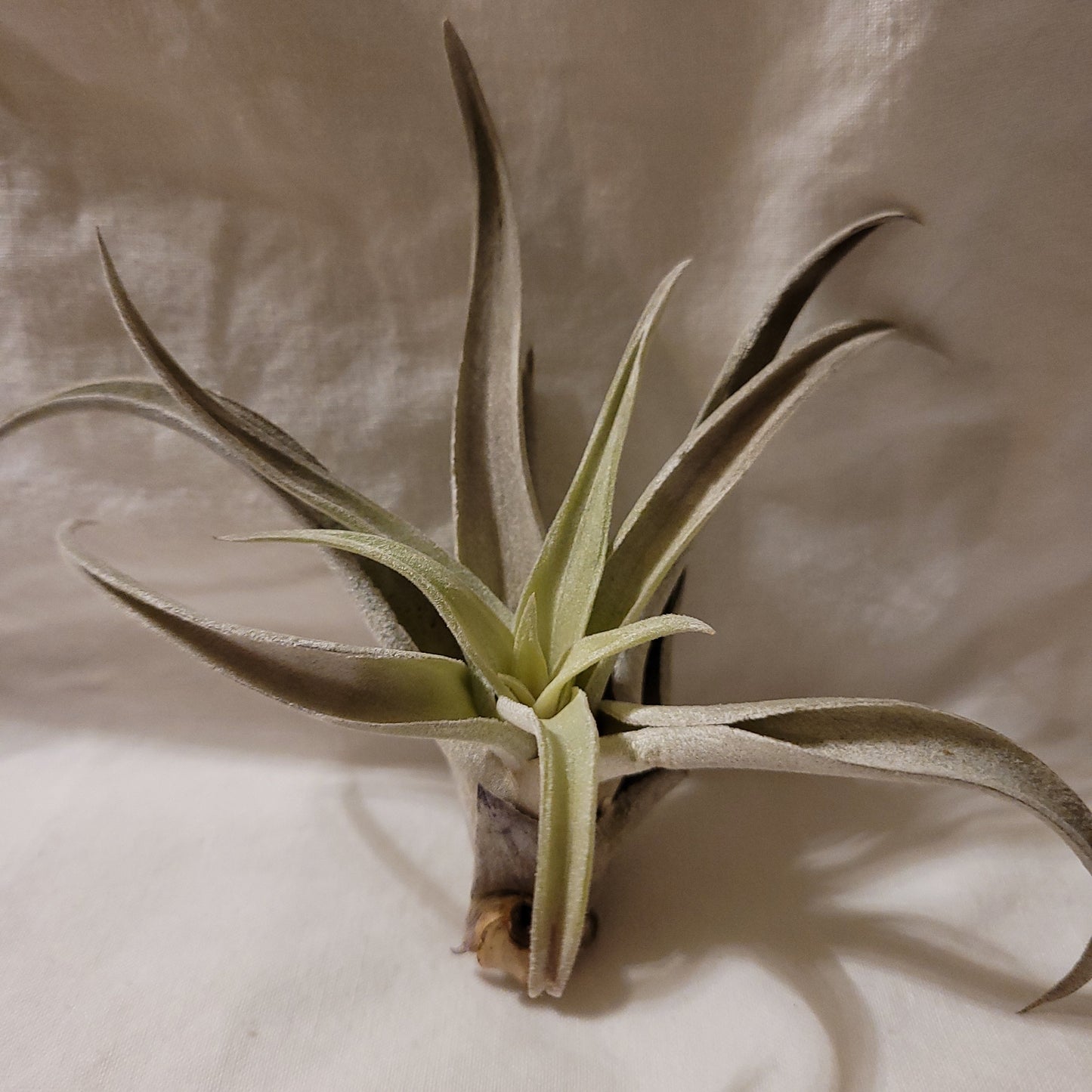 Harrisii Natural Air Plant