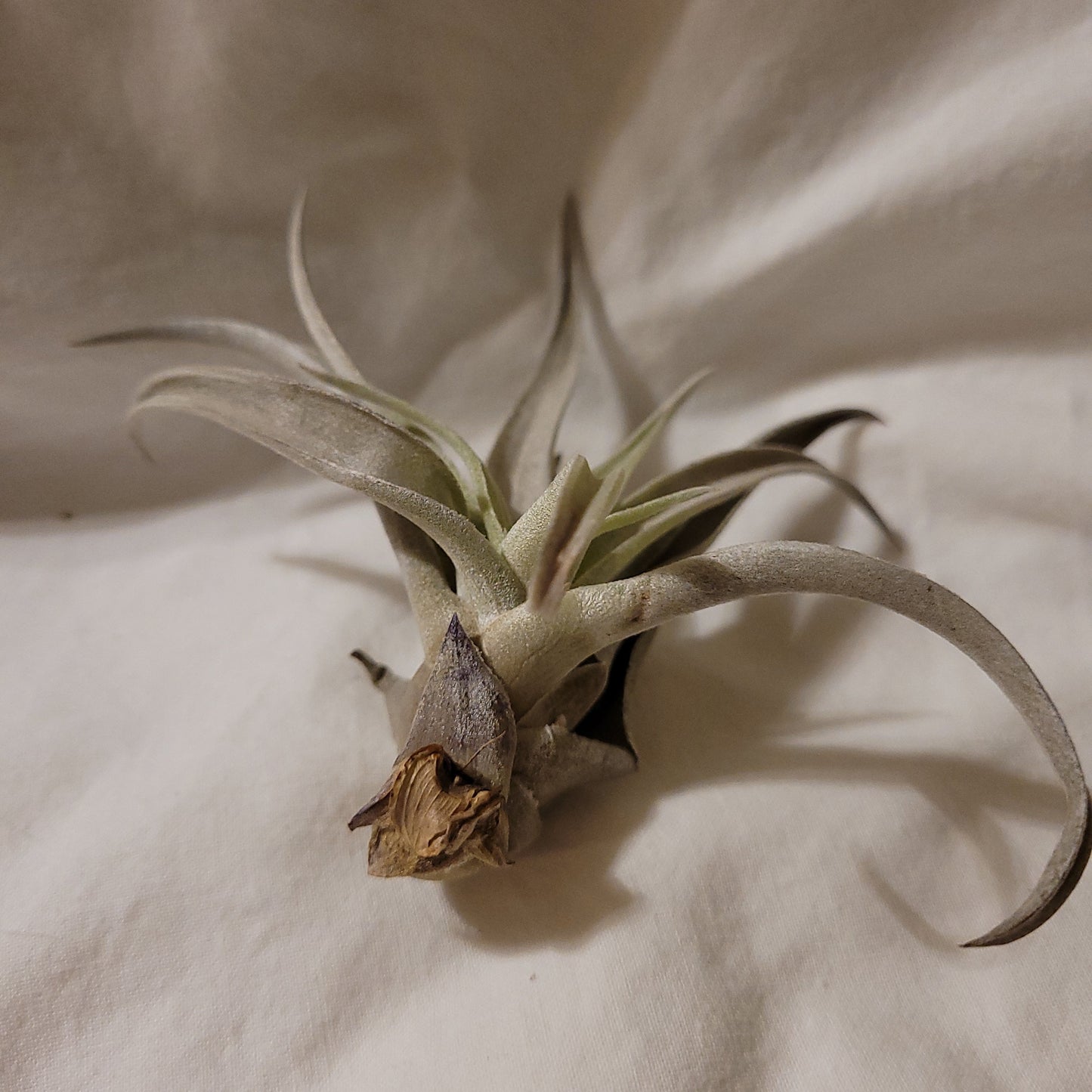 Harrisii Natural Air Plant