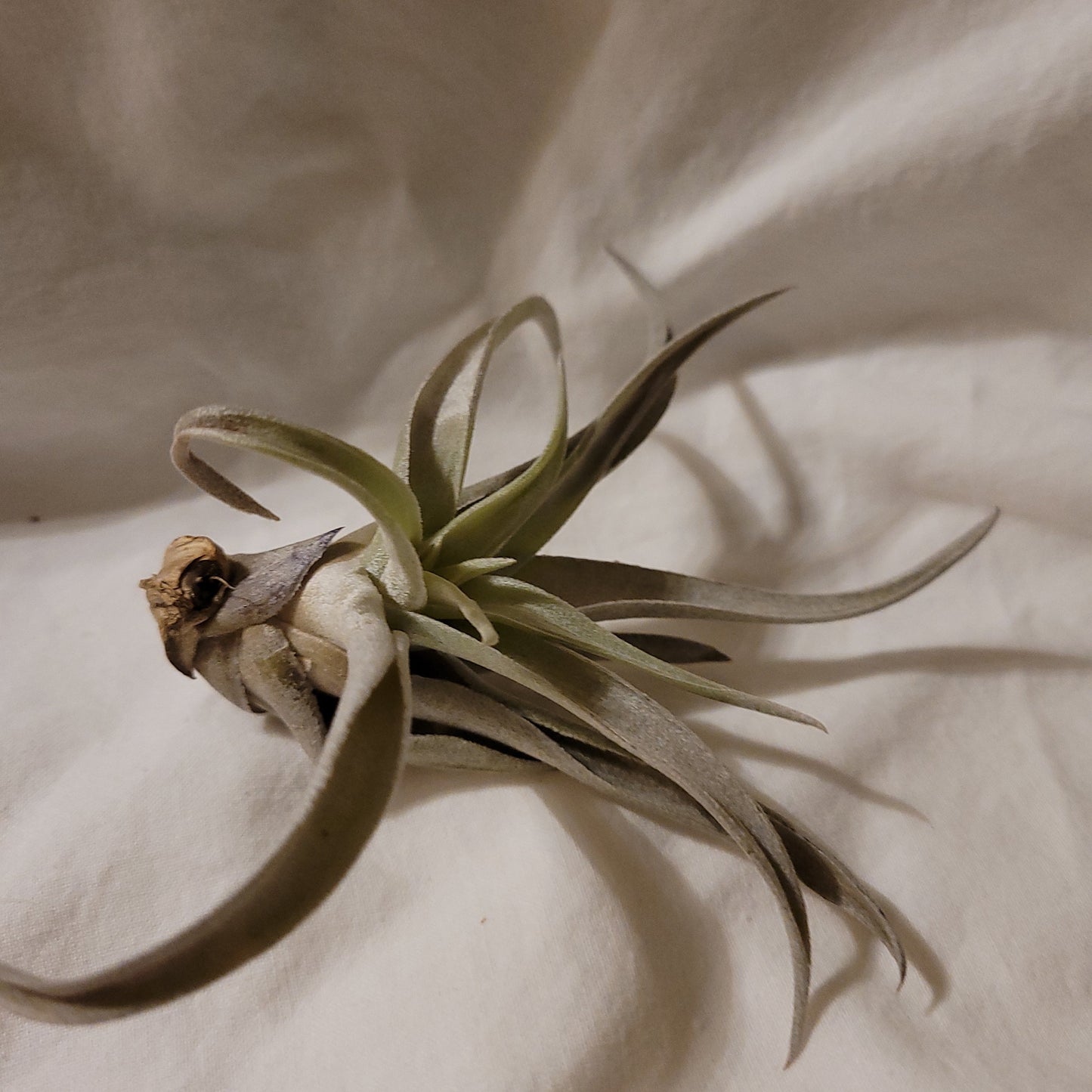 Harrisii Natural Air Plant