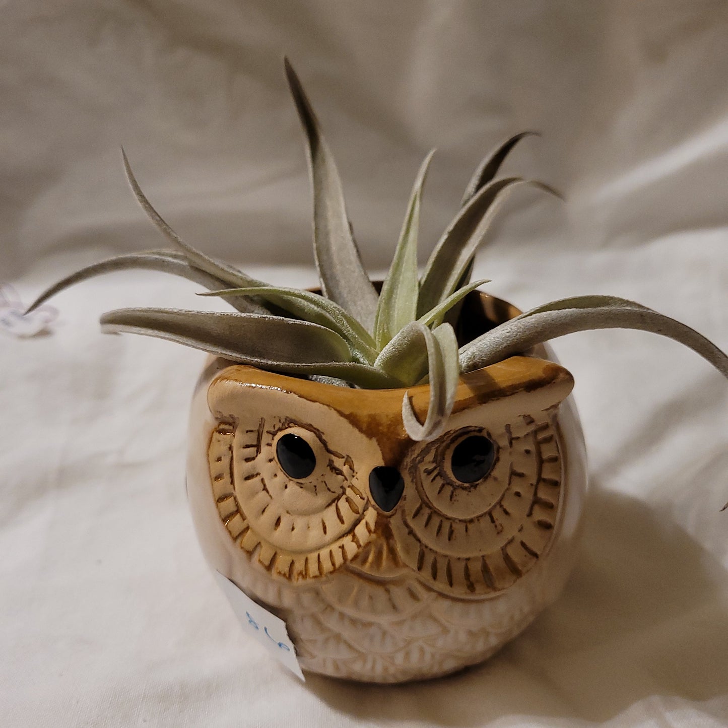 Harrisii Natural Air Plant